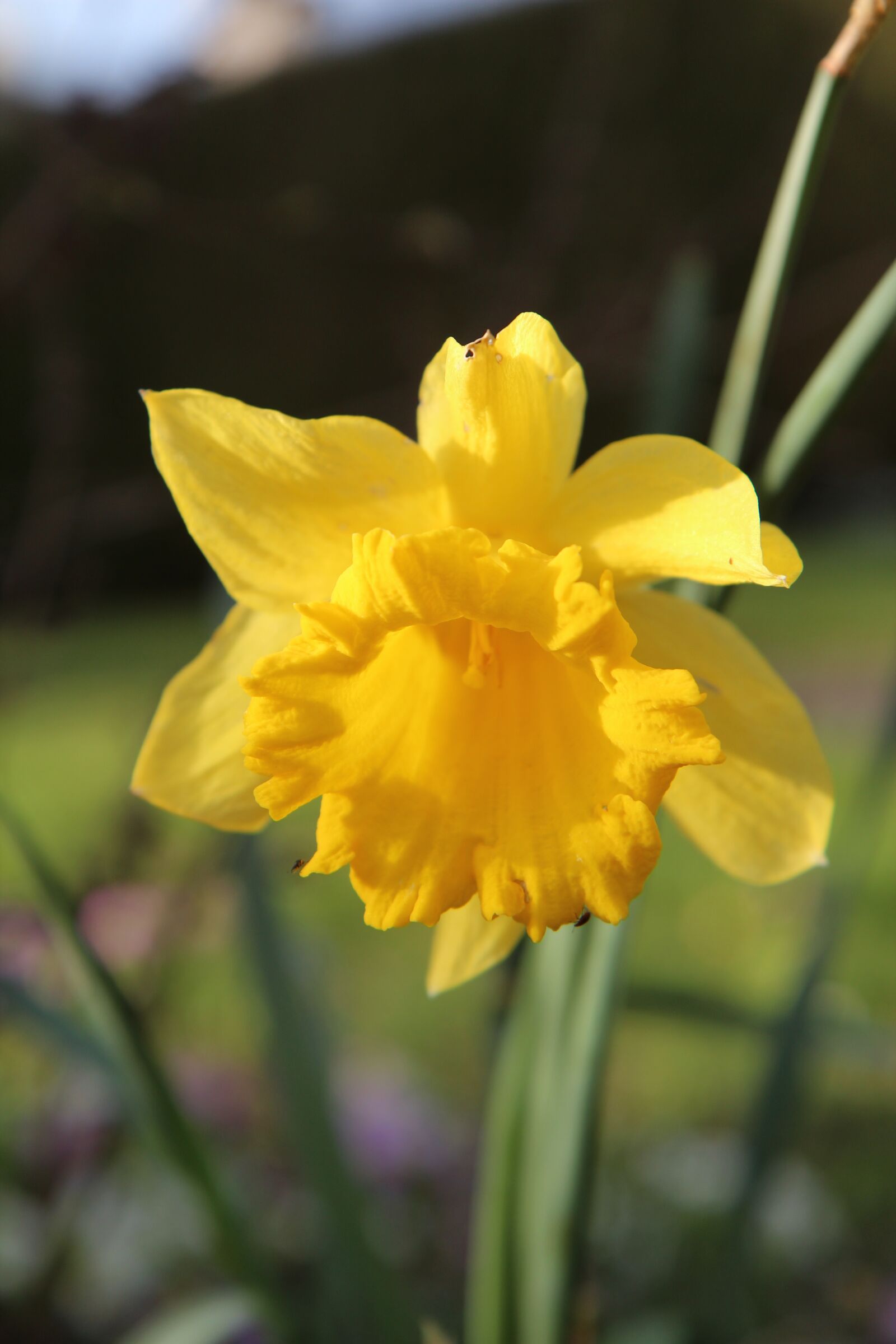 Canon EOS 600D (Rebel EOS T3i / EOS Kiss X5) sample photo. Narcissus yellow, narcissus, yellow photography