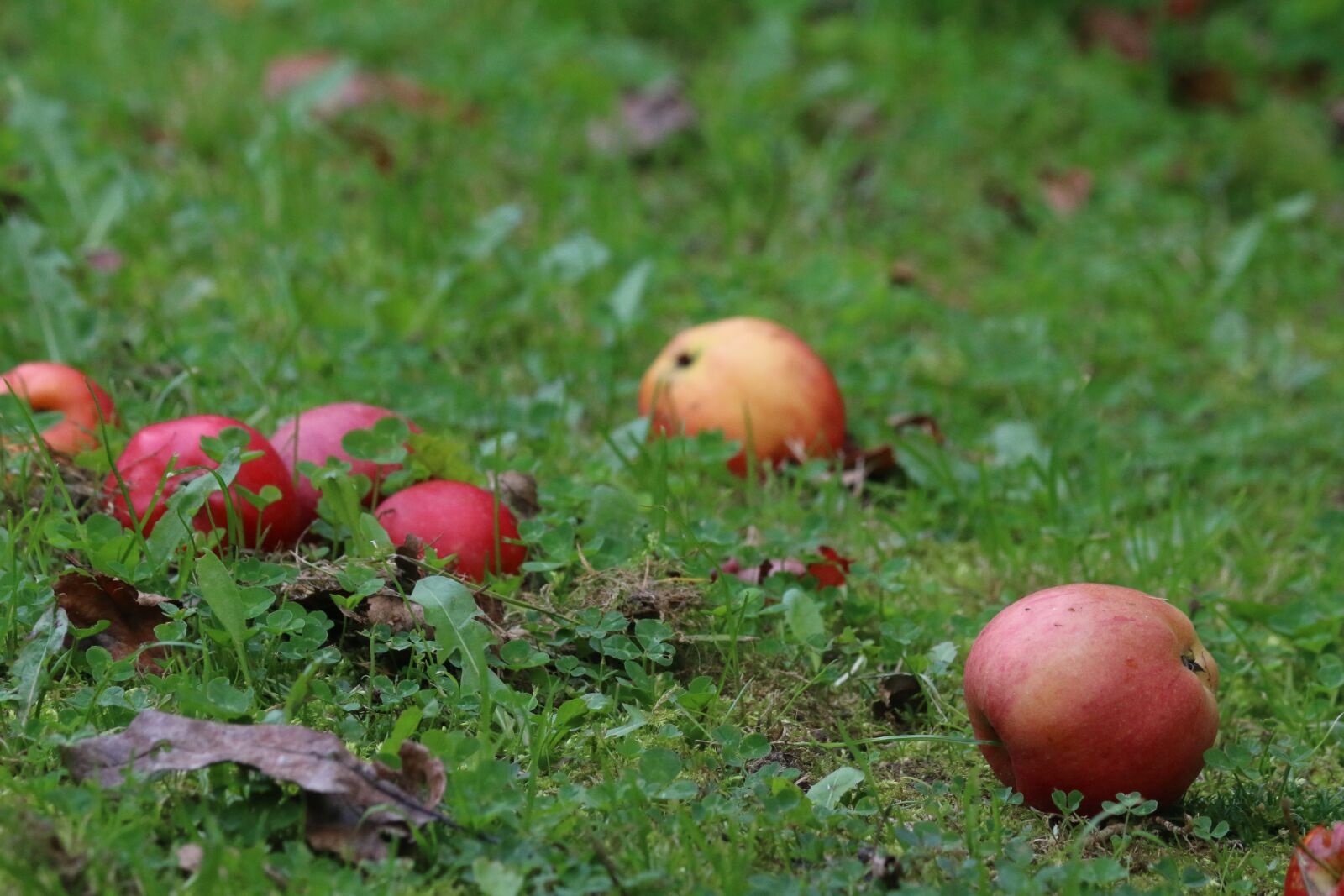 Canon EOS 70D sample photo. Apples, fruit, red apple photography