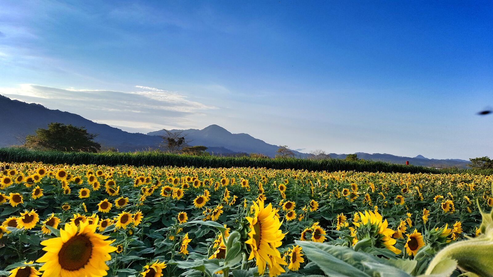 Samsung Galaxy S6 sample photo. Blue, sky, field, sunflower photography