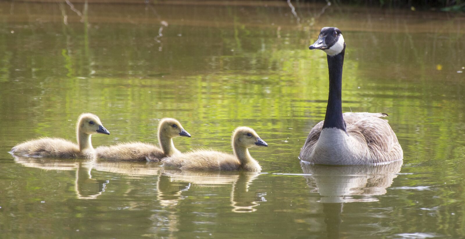 Canon EOS 700D (EOS Rebel T5i / EOS Kiss X7i) + Canon EF 70-300 F4-5.6 IS II USM sample photo. Goose, geese, goslings photography
