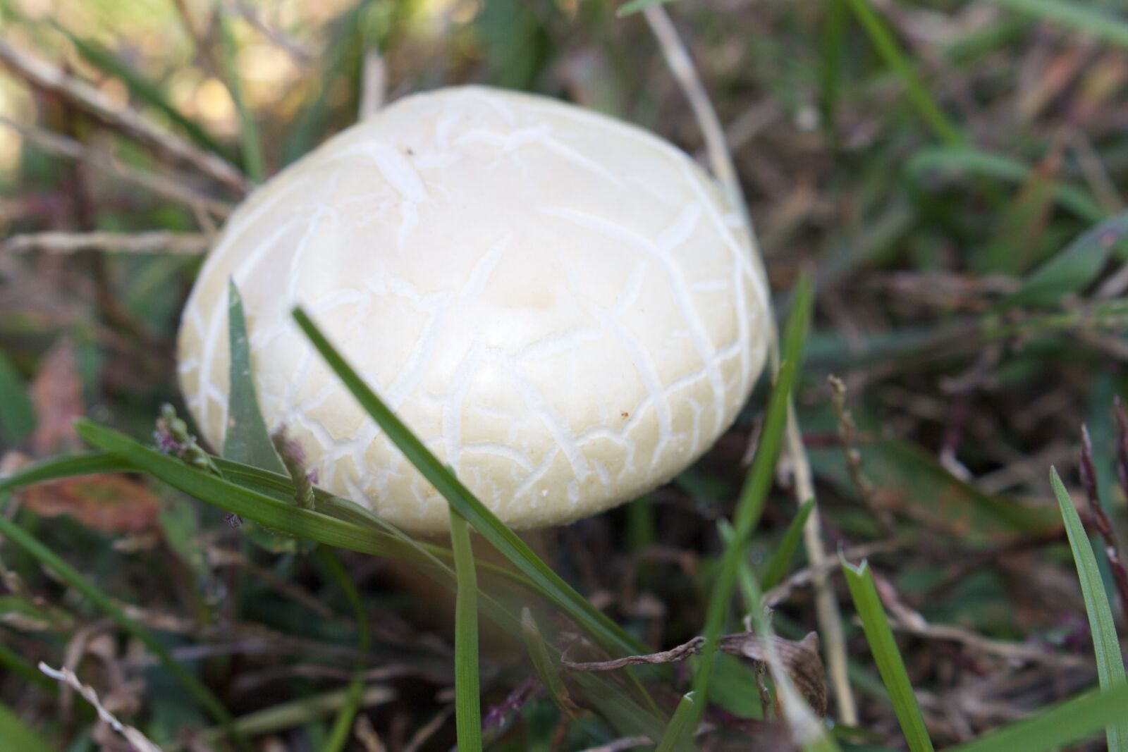Canon EOS 700D (EOS Rebel T5i / EOS Kiss X7i) sample photo. Mushroom photography