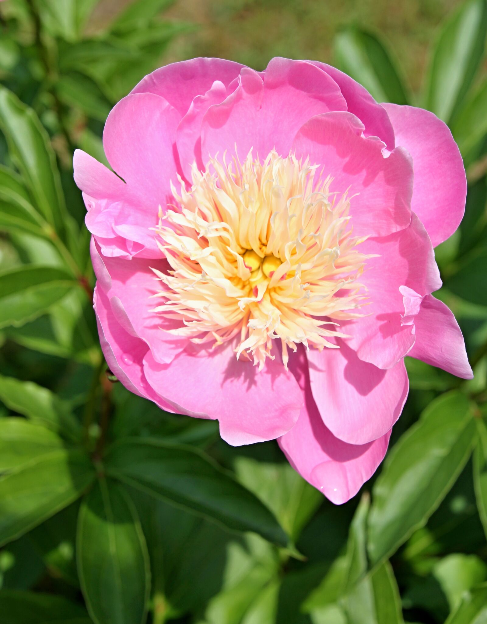 Canon EOS 7D sample photo. Flower, pink, flowers photography