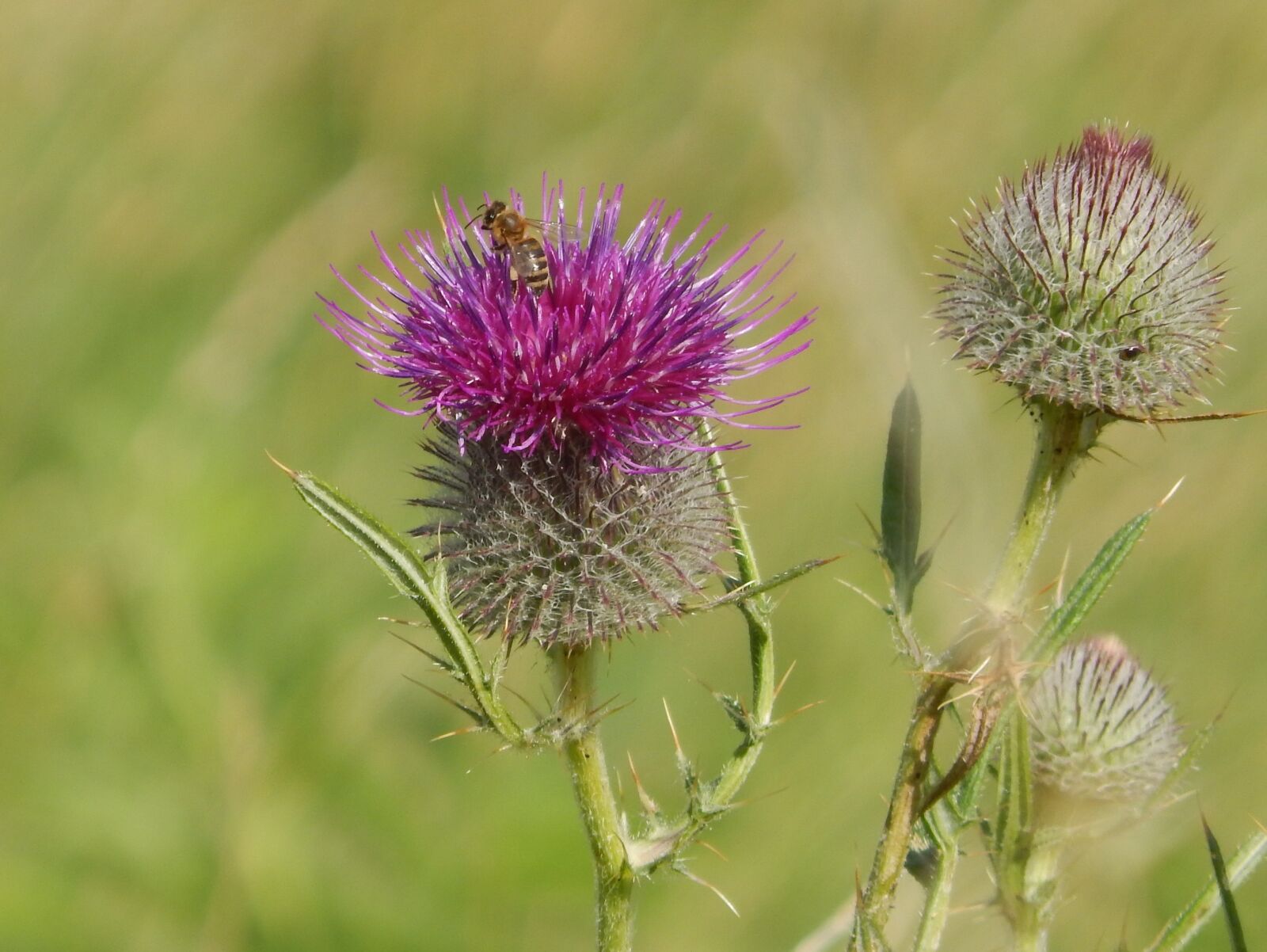 Nikon Coolpix L820 sample photo. Thistle, natural, wasp photography