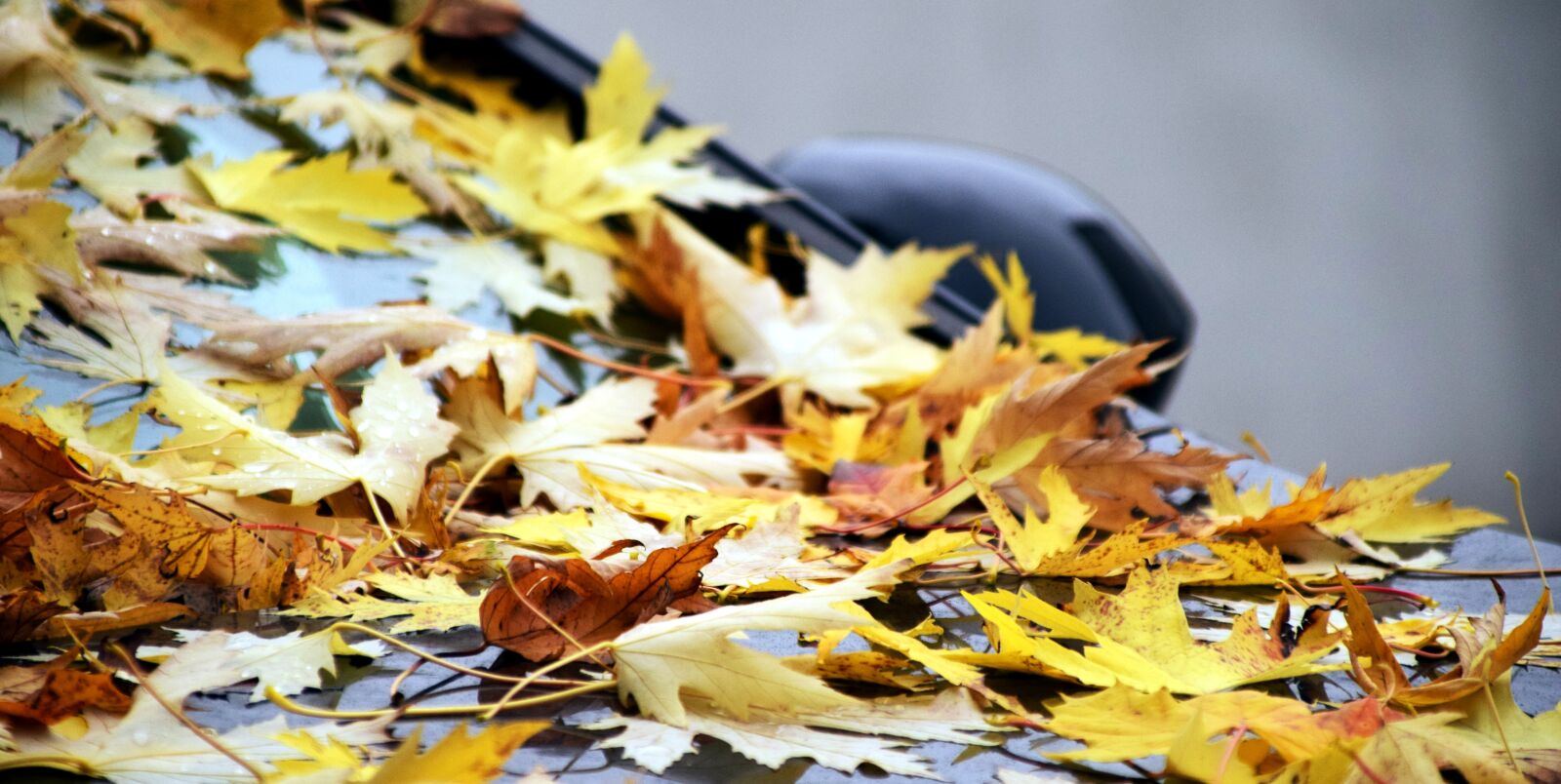 Nikon D3300 sample photo. Background, leaves, autumn photography