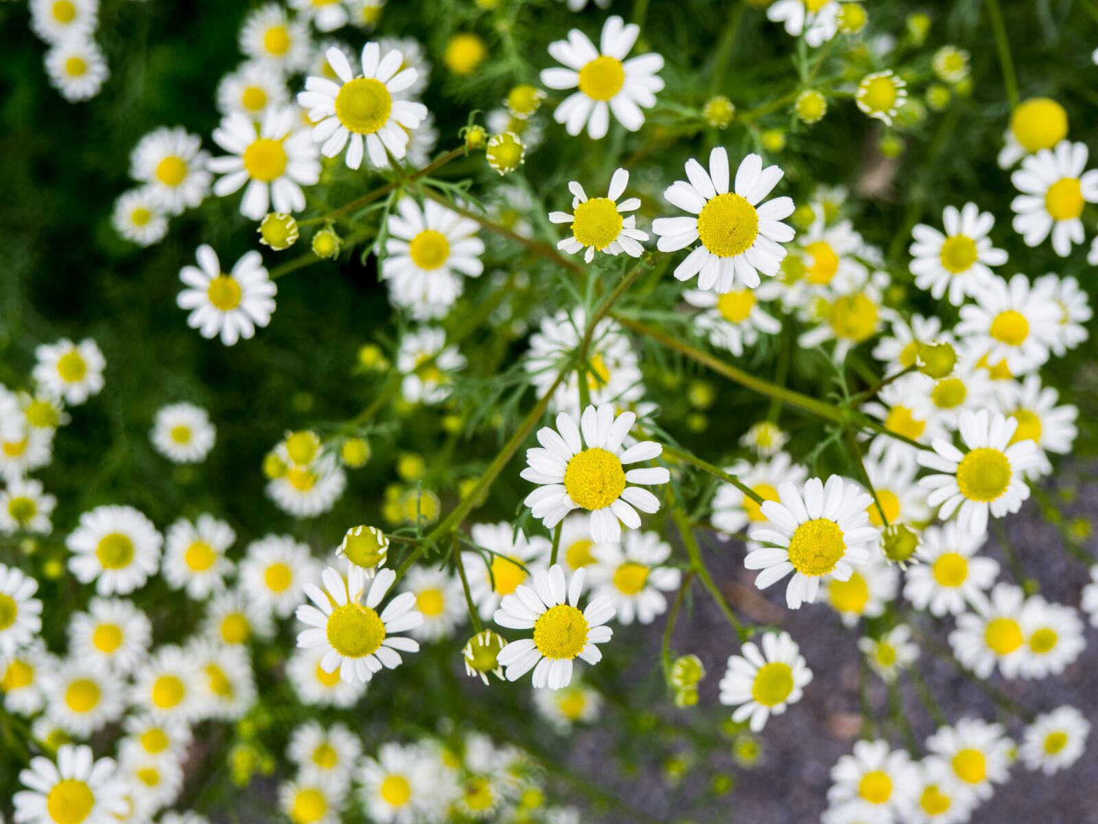 Olympus OM-D E-M10 sample photo. White, petal, yellow photography