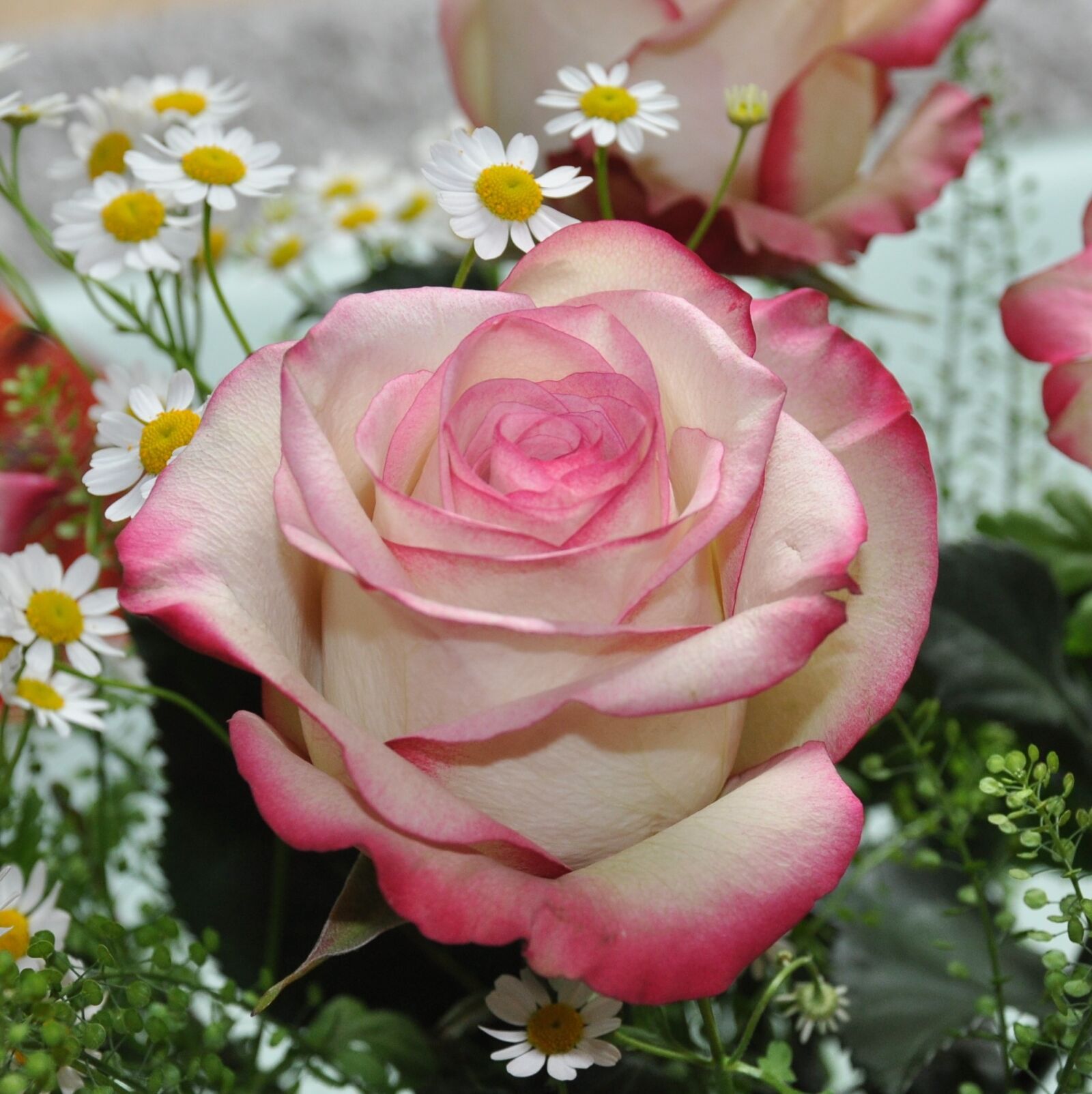 Nikon D90 sample photo. Rose, flowers, nature photography