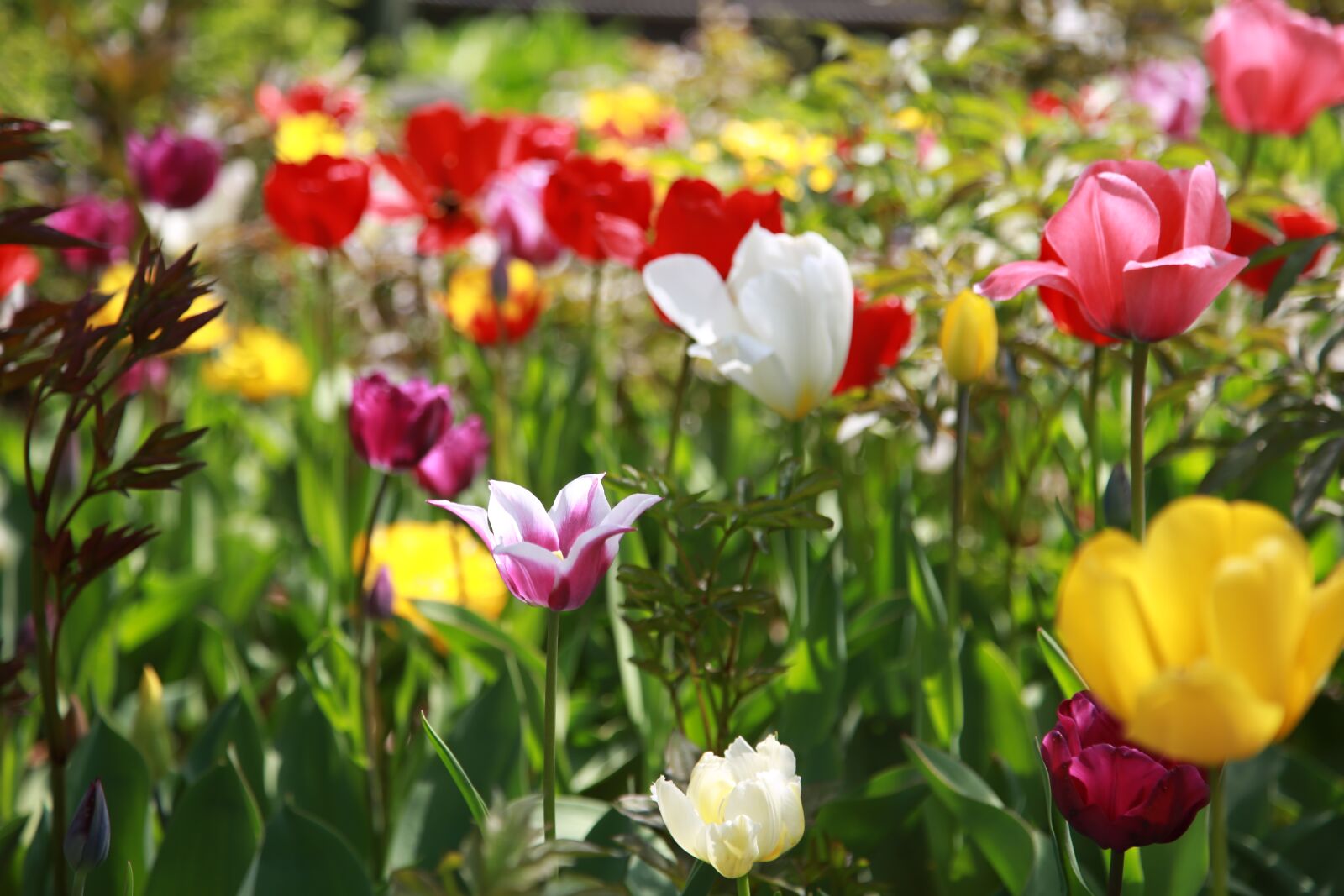 Canon EOS 6D + Canon EF 24-105mm F4L IS USM sample photo. Tulip, garden, nature photography