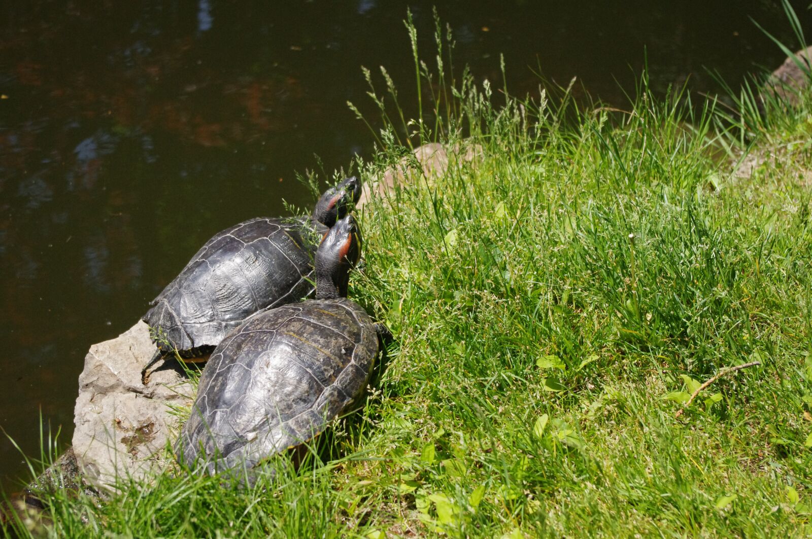 Pentax K-r sample photo. Turtle, pond, animal photography