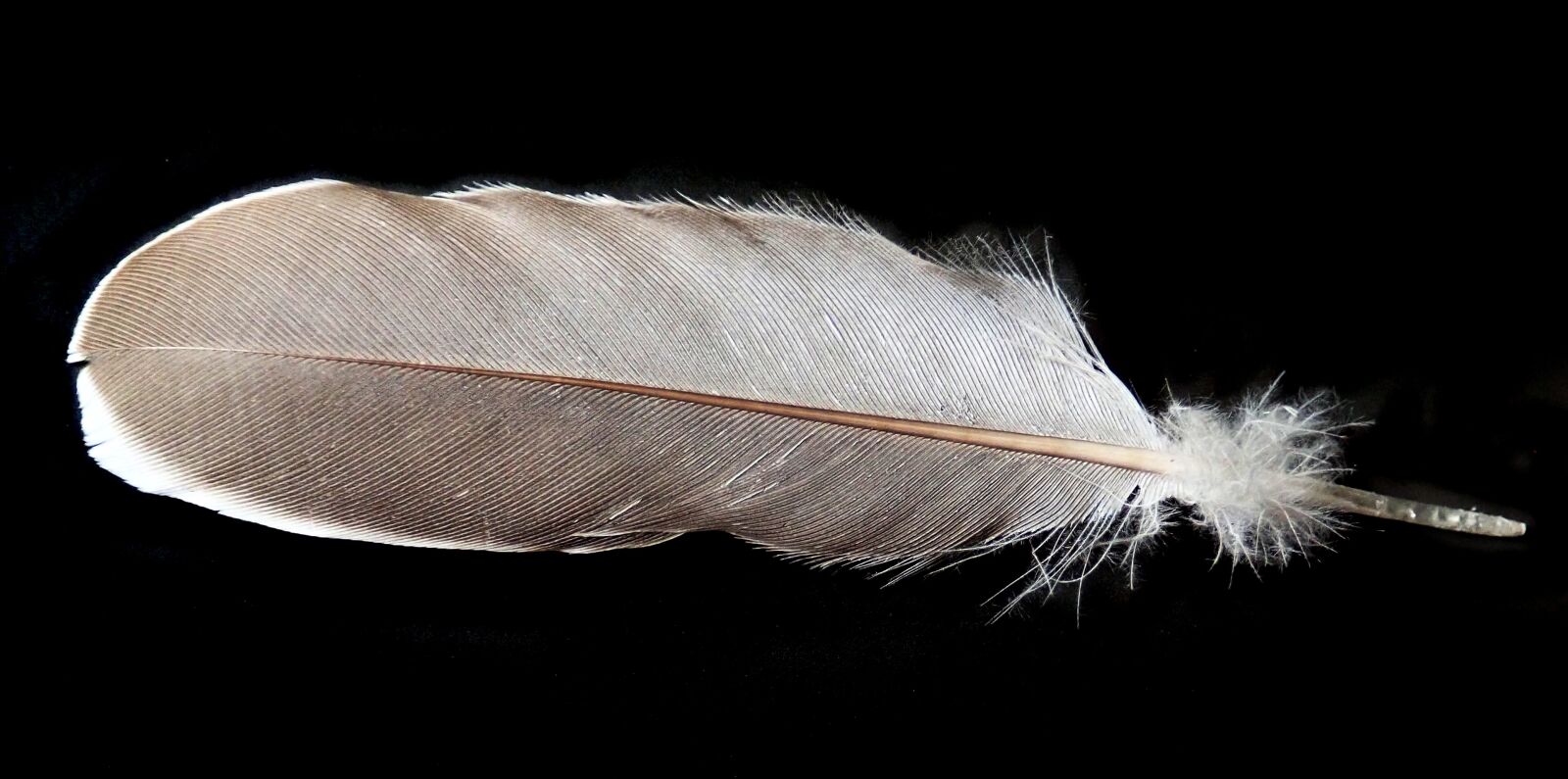Olympus TG-5 sample photo. Feather, plumage, bird photography