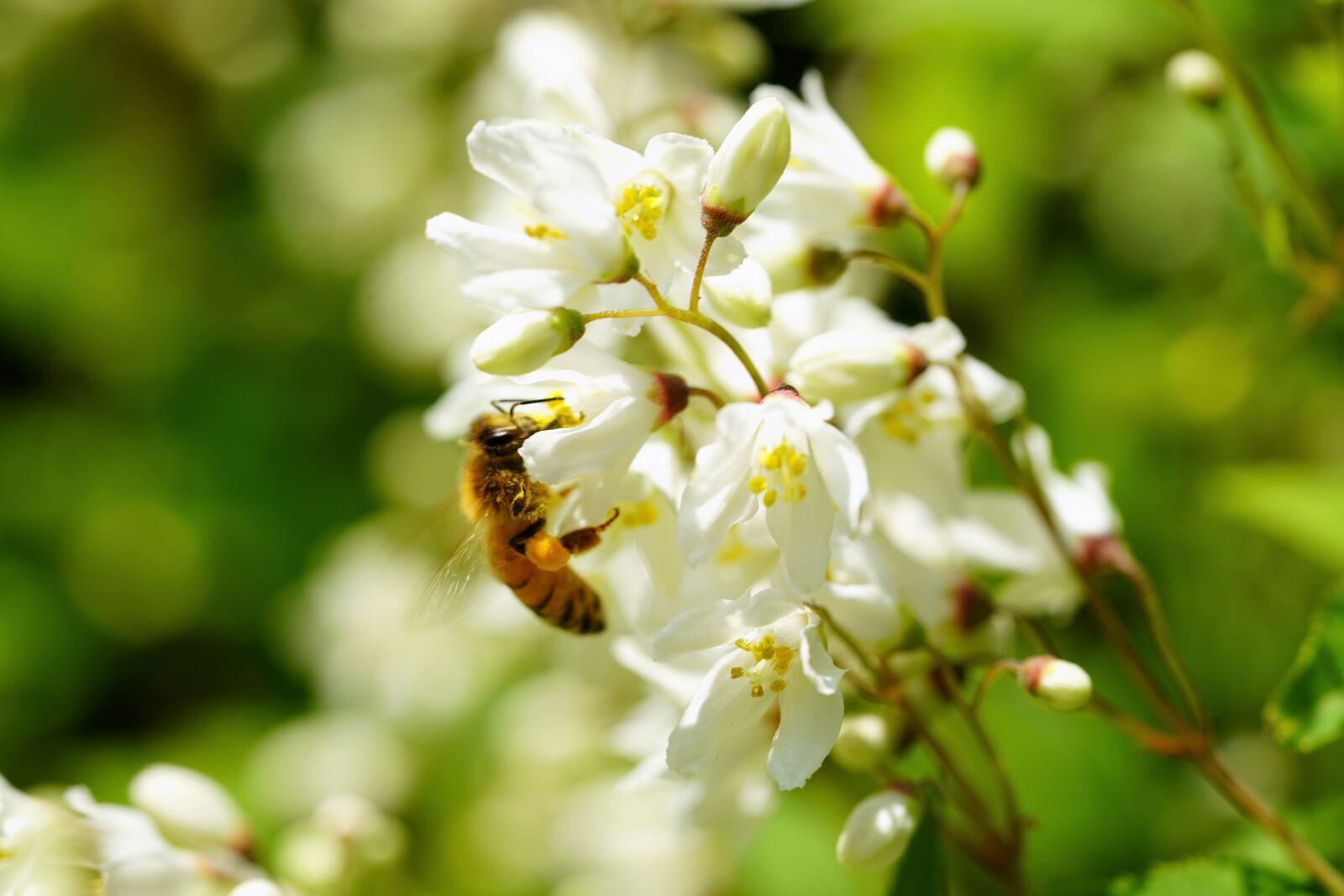 Sony a7R III + Sony FE 90mm F2.8 Macro G OSS sample photo. Bee, flower, nature photography