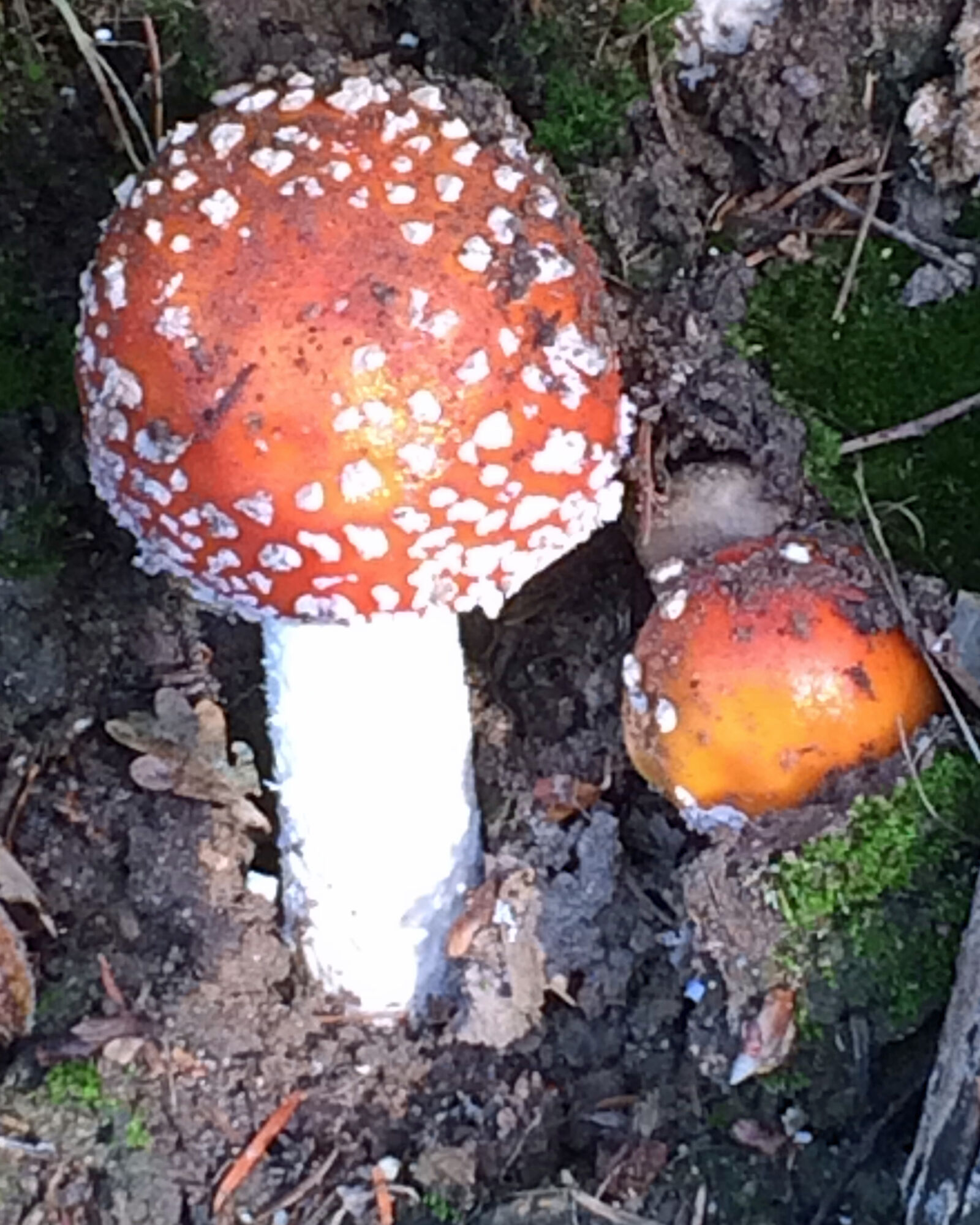 Apple iPhone 5s sample photo. Red, flute, fungus photography