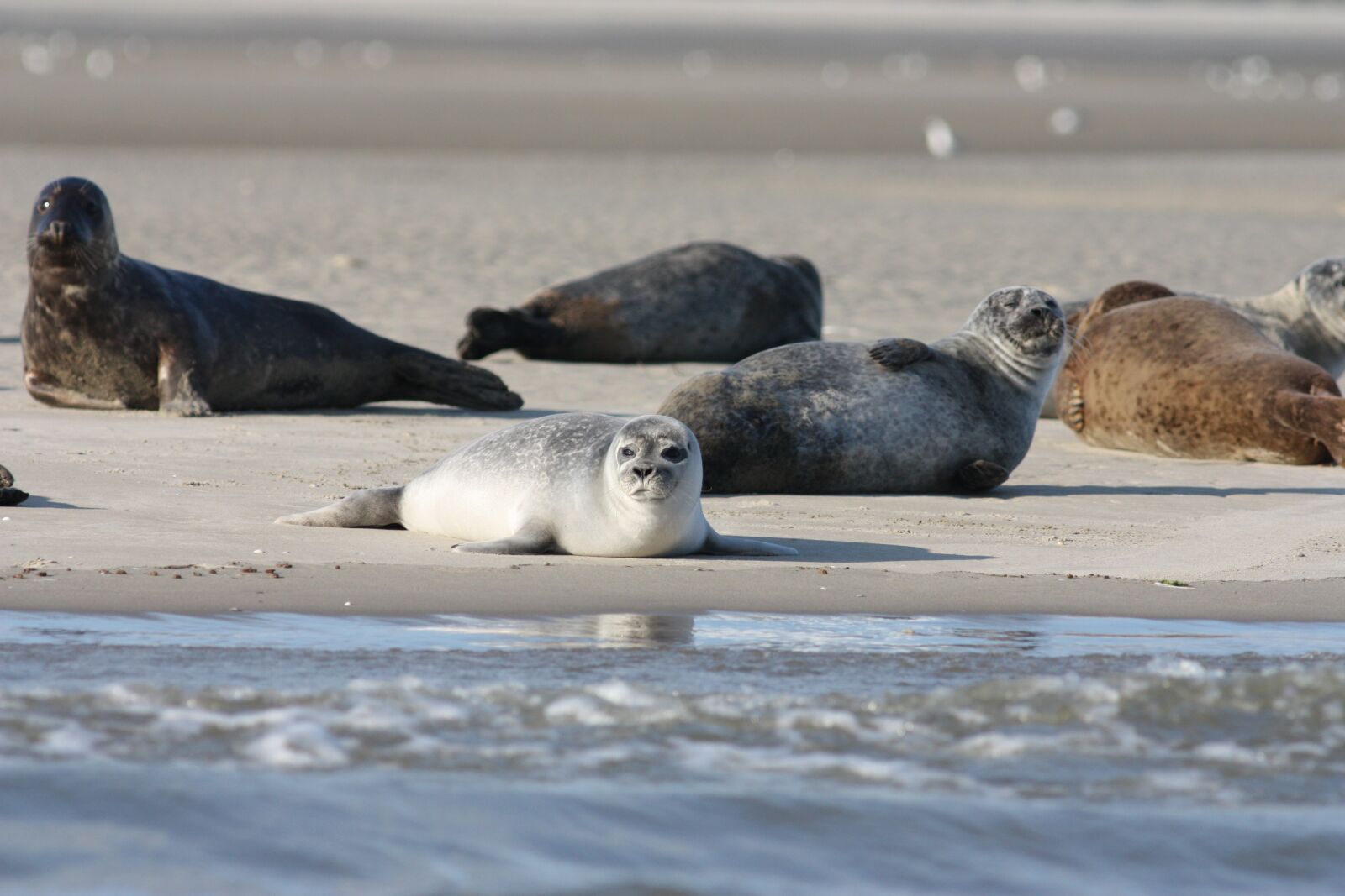 Canon EOS 450D (EOS Rebel XSi / EOS Kiss X2) sample photo. Seals veaux marins, seals photography