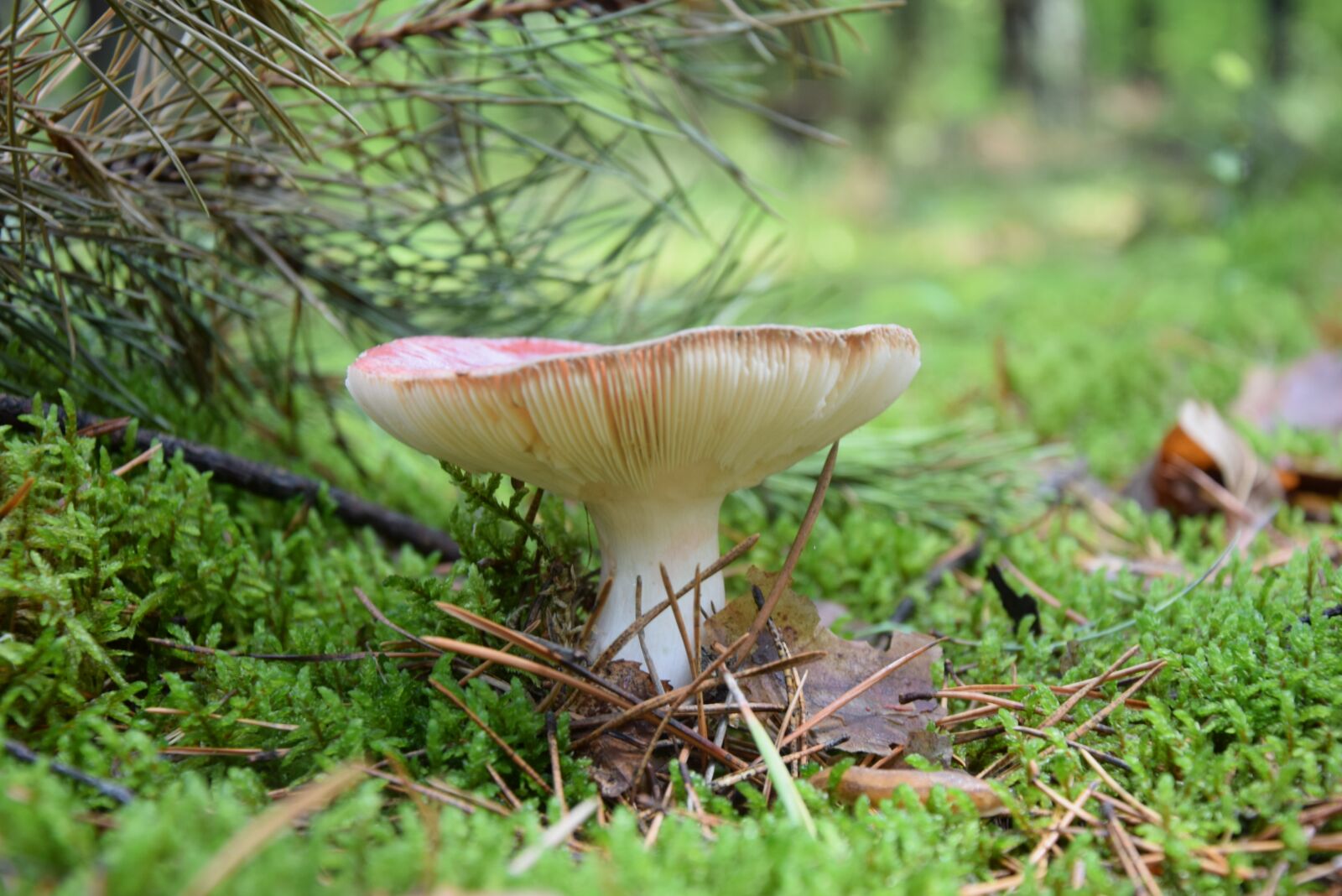 Nikon D5300 sample photo. Mushroom, forest, poisonous photography