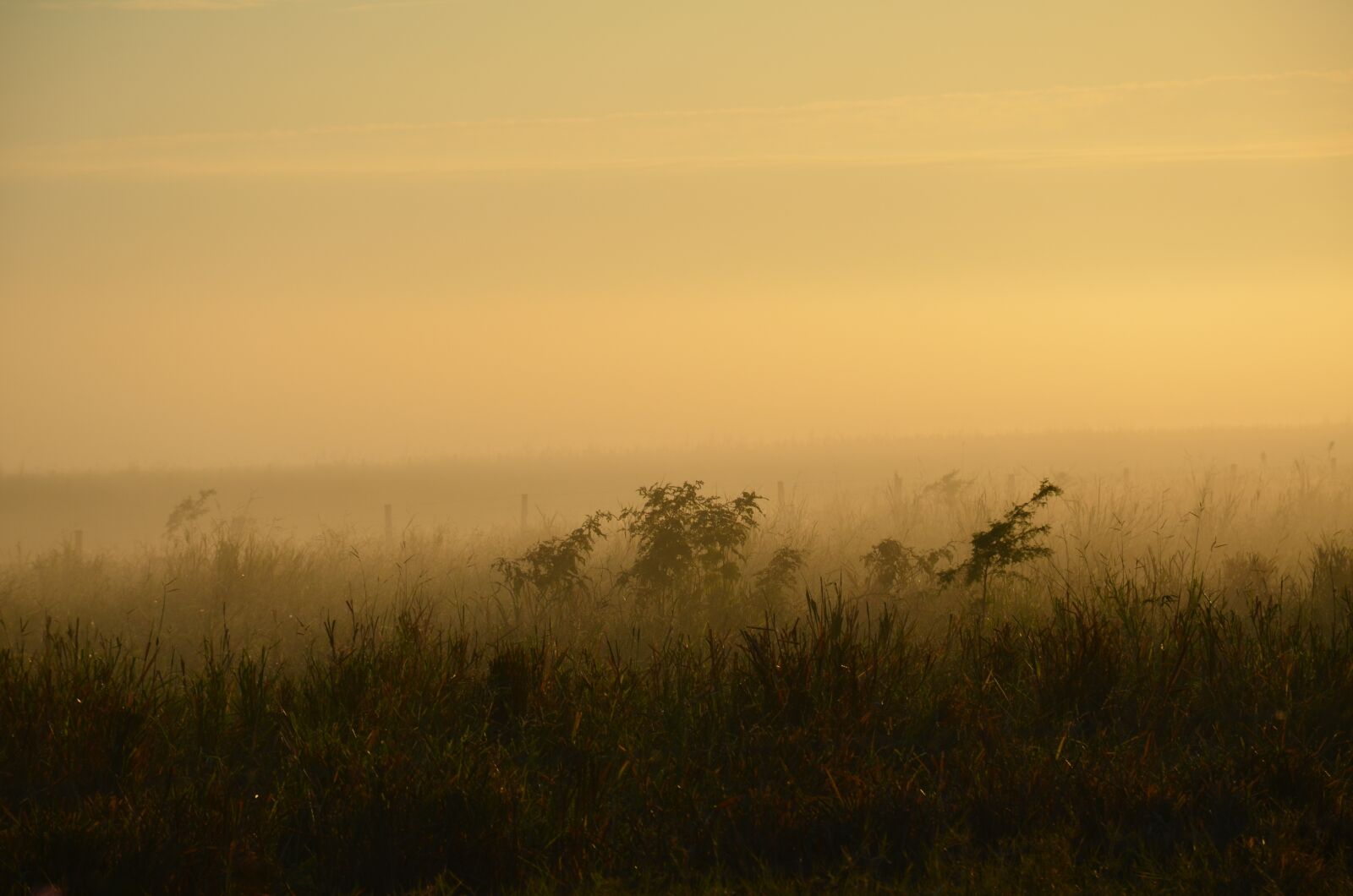 Nikon D7000 sample photo. Fog, field, mist photography