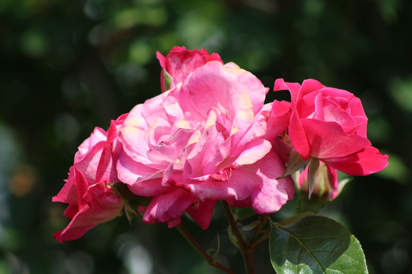 Canon EOS 700D (EOS Rebel T5i / EOS Kiss X7i) sample photo. Rose, flower, nature photography