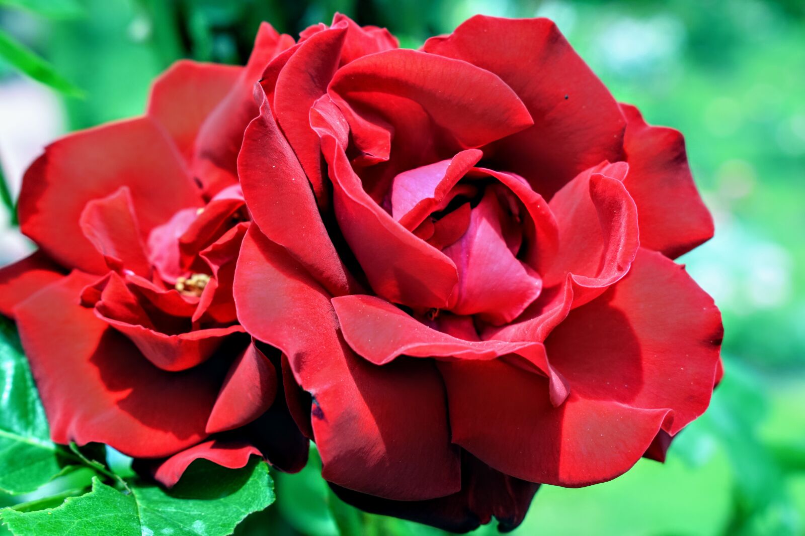 Nikon D5300 sample photo. Rose, roses, red photography