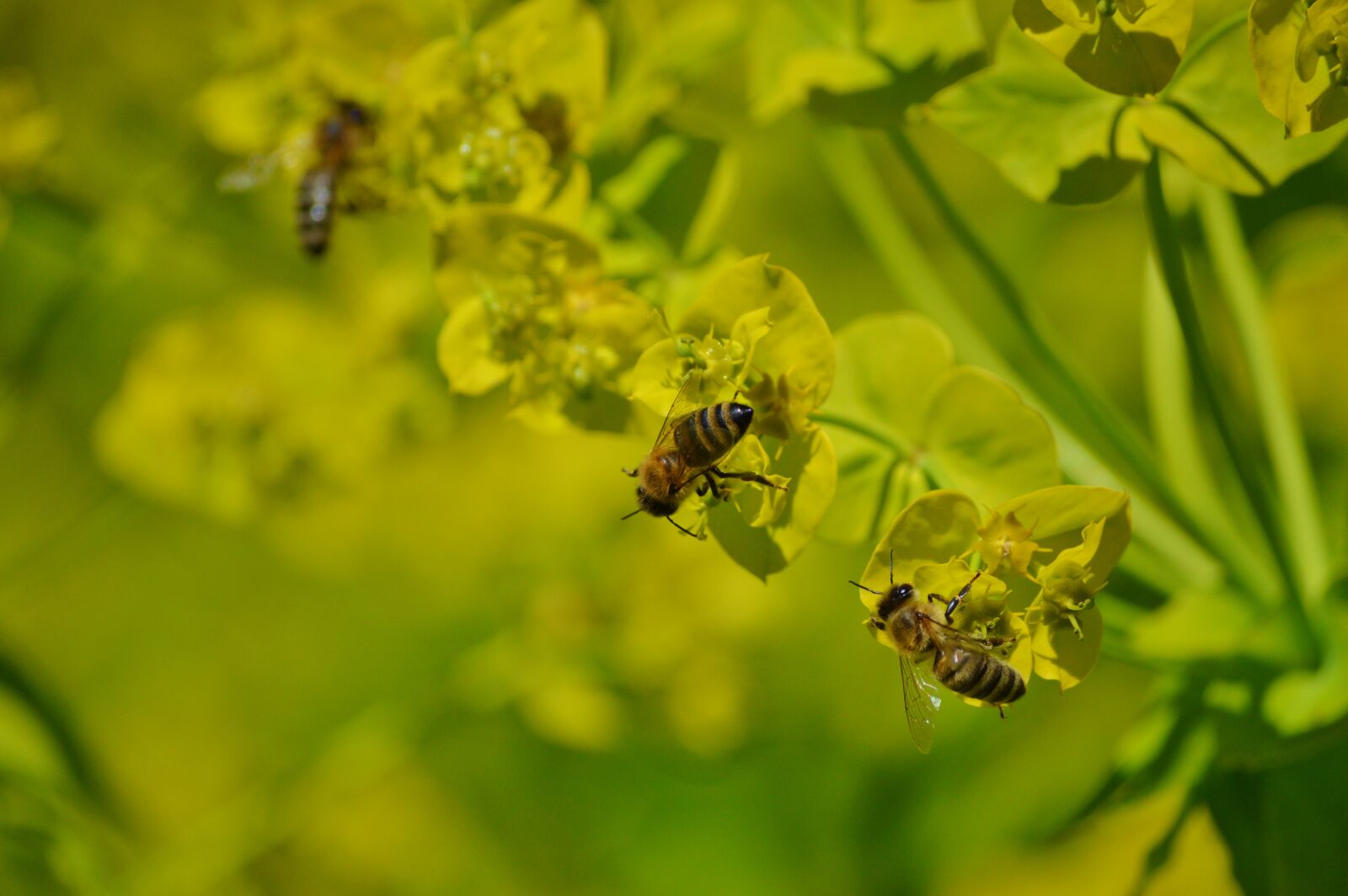 Nikon D3200 sample photo. Bee, insect, blossom photography