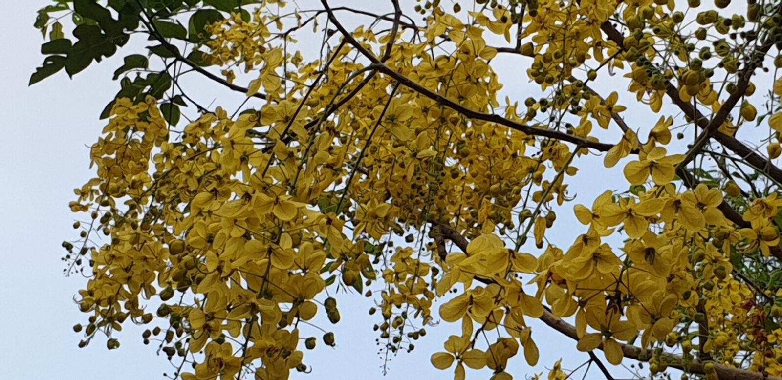 Samsung Galaxy S9 sample photo. Cassia fistula, golden shower photography