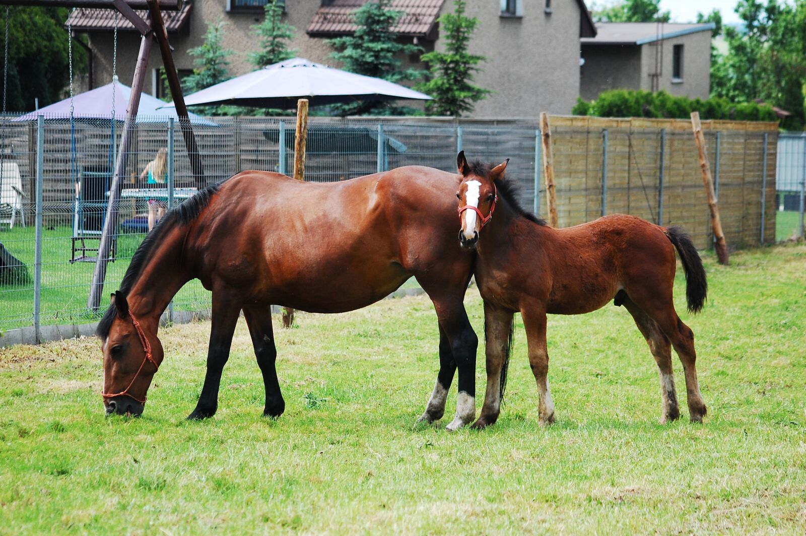 Nikon D40 sample photo. Mare, offspring, the horse photography