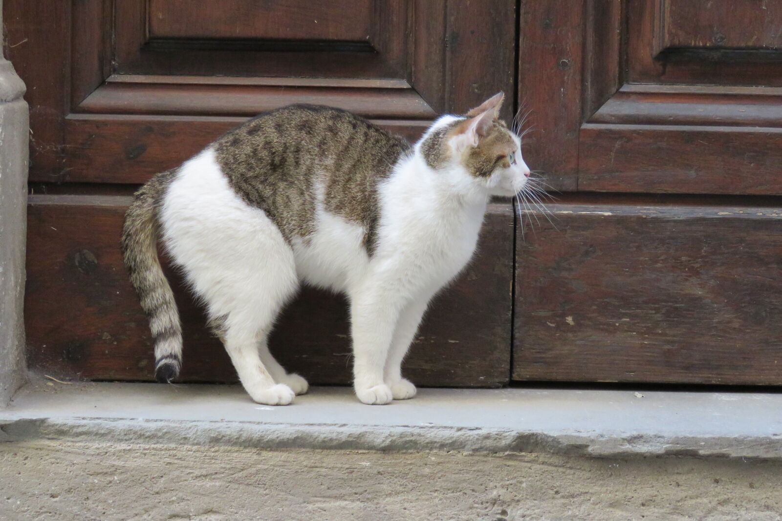 Canon PowerShot SX60 HS sample photo. Cat, door, out photography