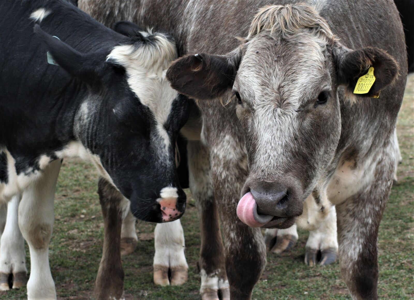 Canon EOS 350D (EOS Digital Rebel XT / EOS Kiss Digital N) sample photo. Livestock, agriculture, farm photography