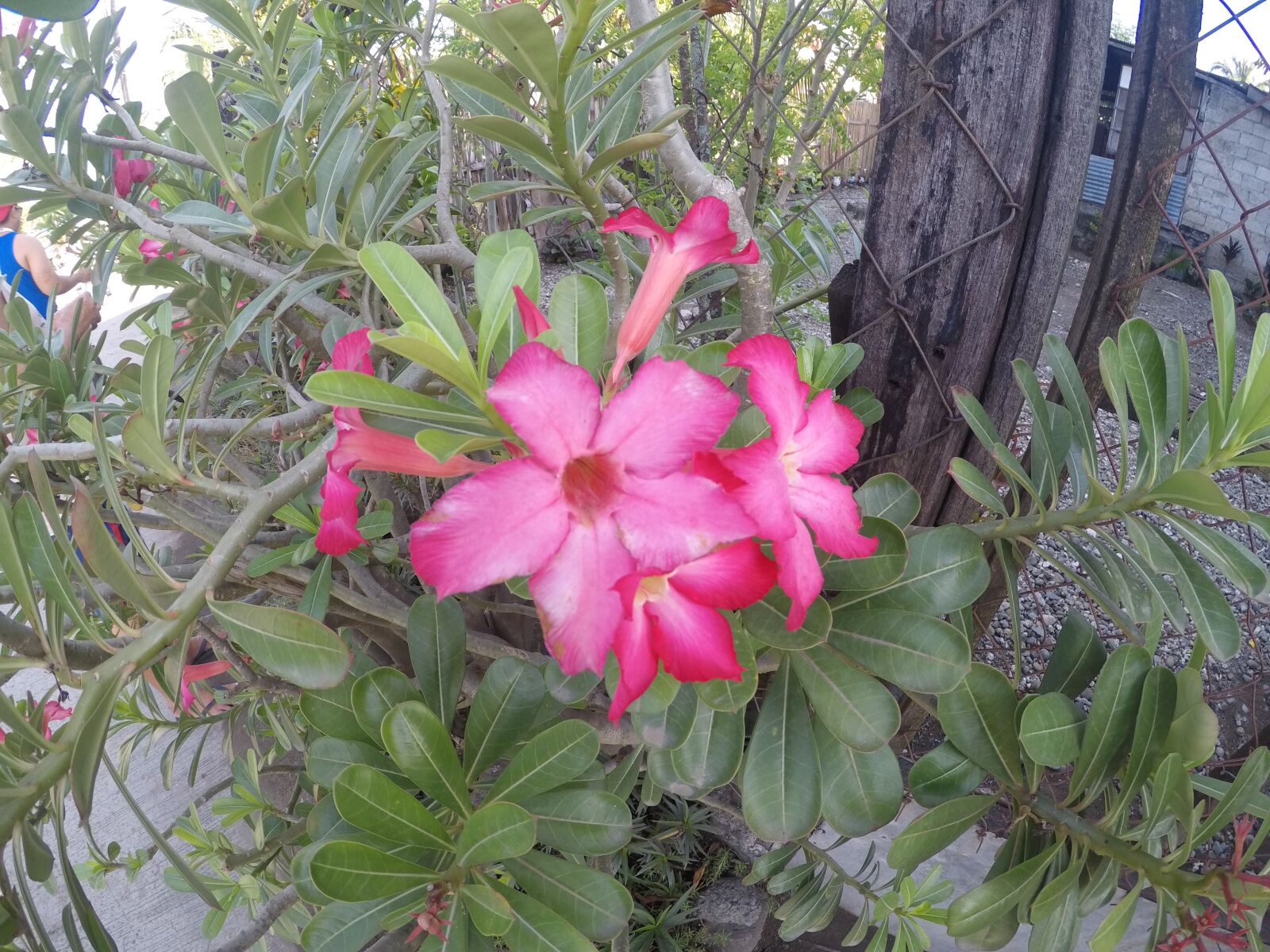 GoPro HERO sample photo. Philippines, flowers, botanical photography