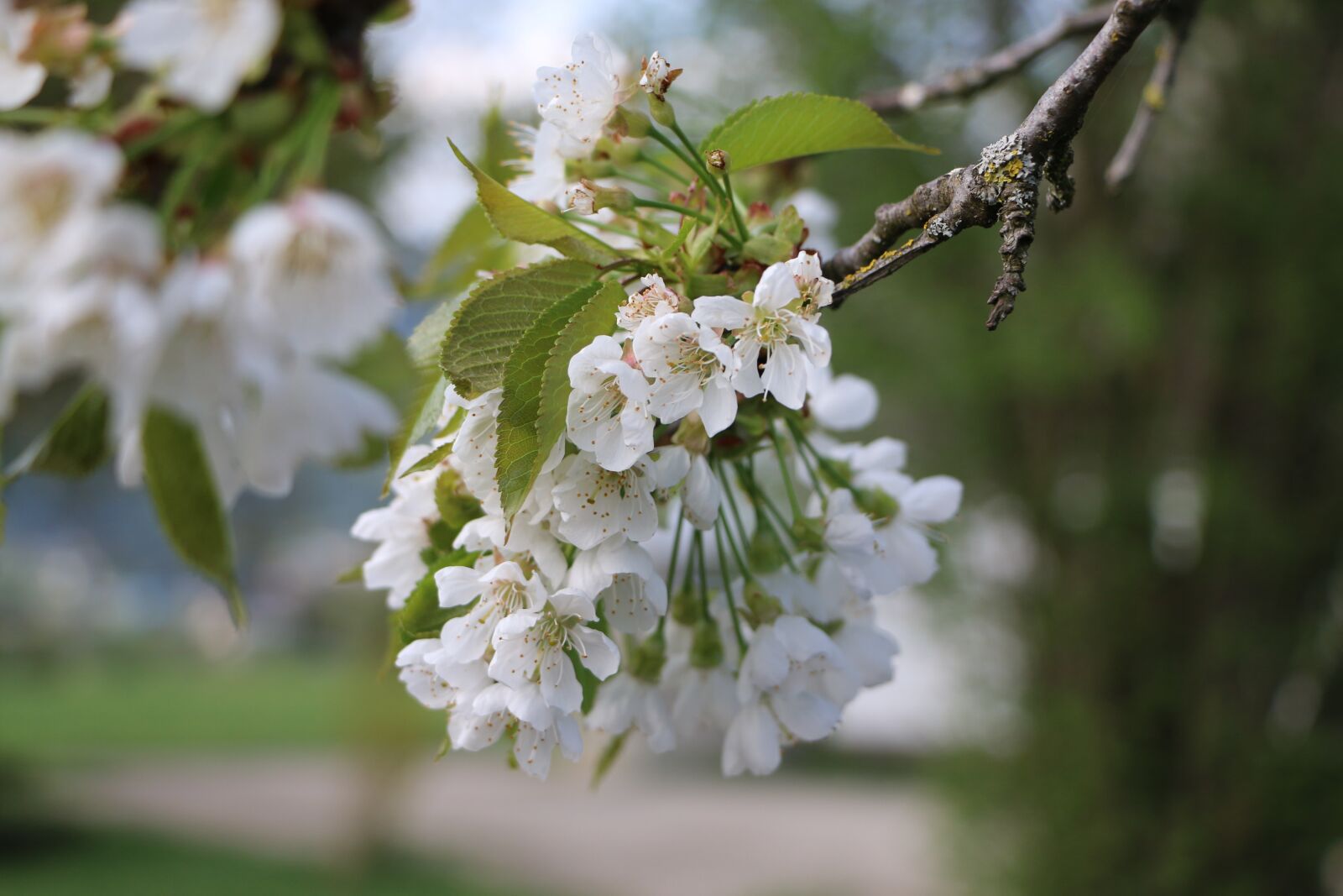 Canon EOS 70D sample photo. Cherry blossom, spring, spring photography
