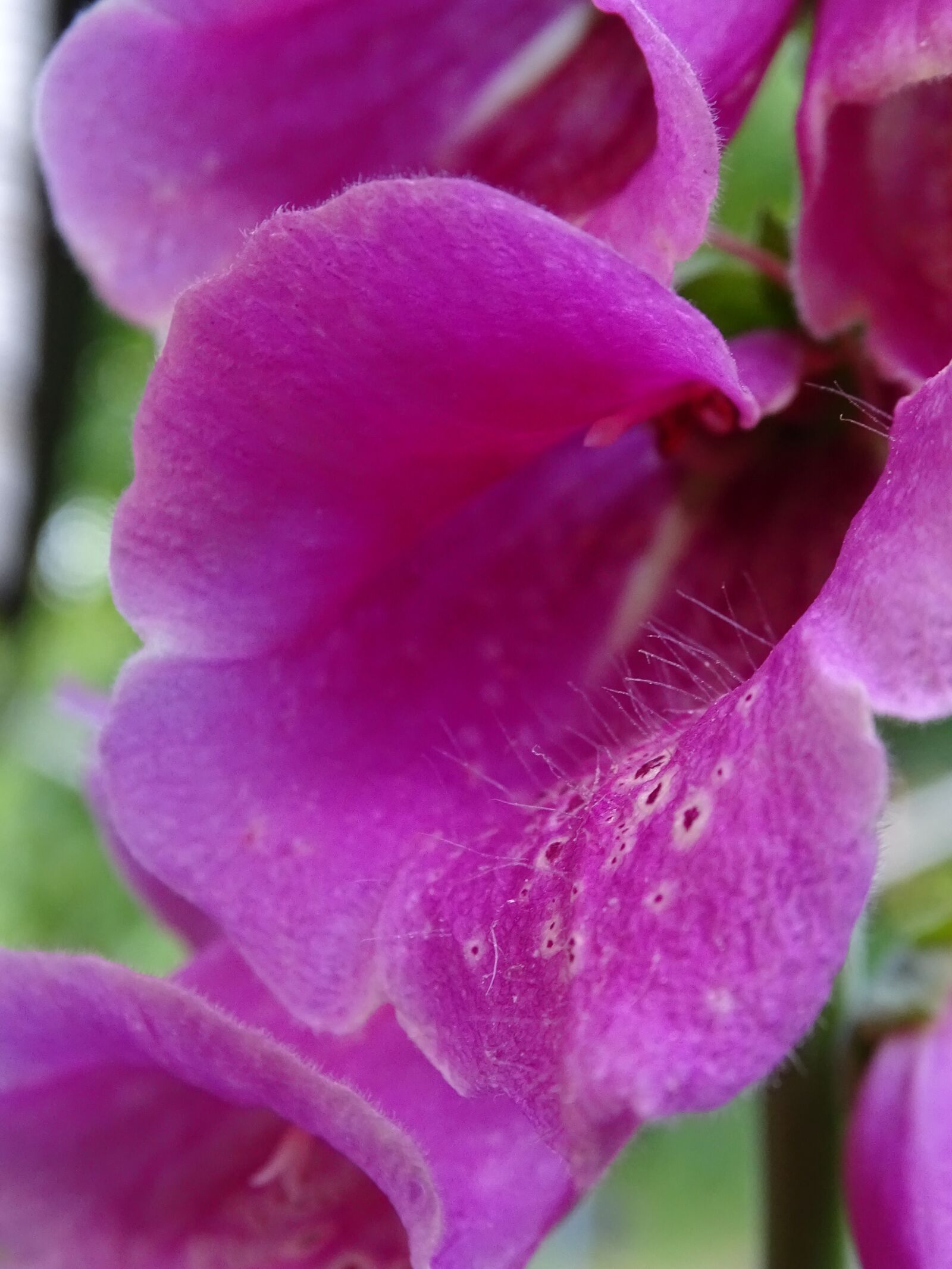 Sony Cyber-shot DSC-HX400V sample photo. Thimble, digitalis, digitalis purpurea photography