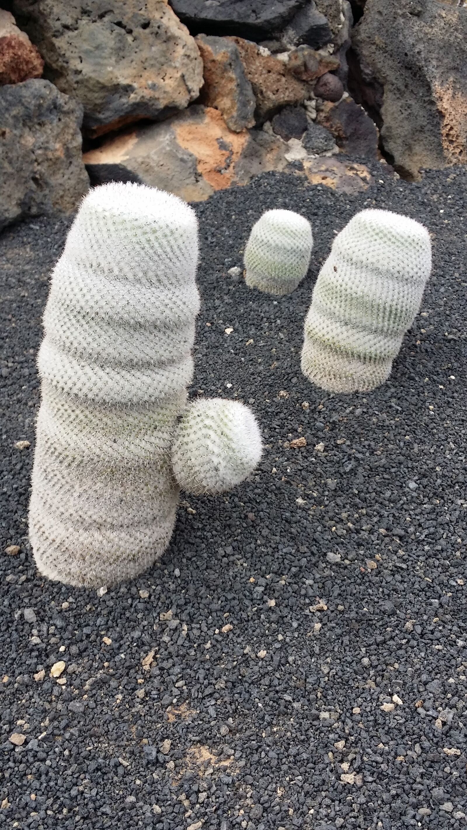 Samsung Galaxy S4 sample photo. Cactus, lanzarote, canary photography