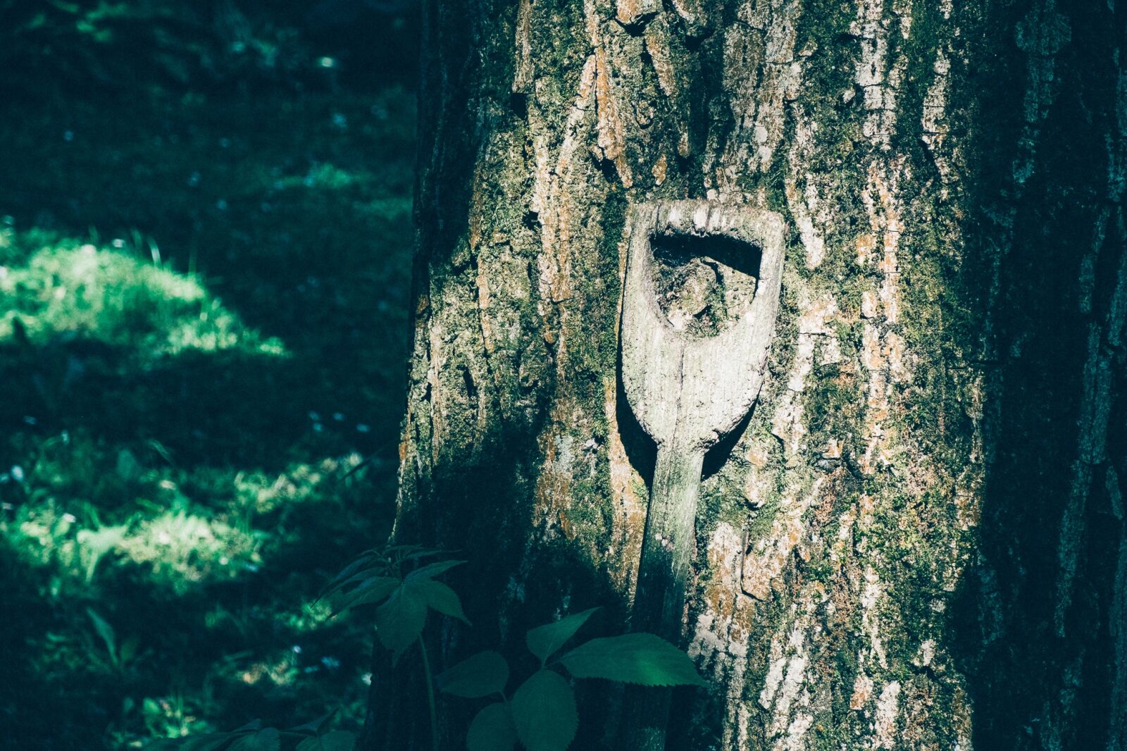 Fujifilm X-E1 sample photo. Tree, nature, spade handle photography