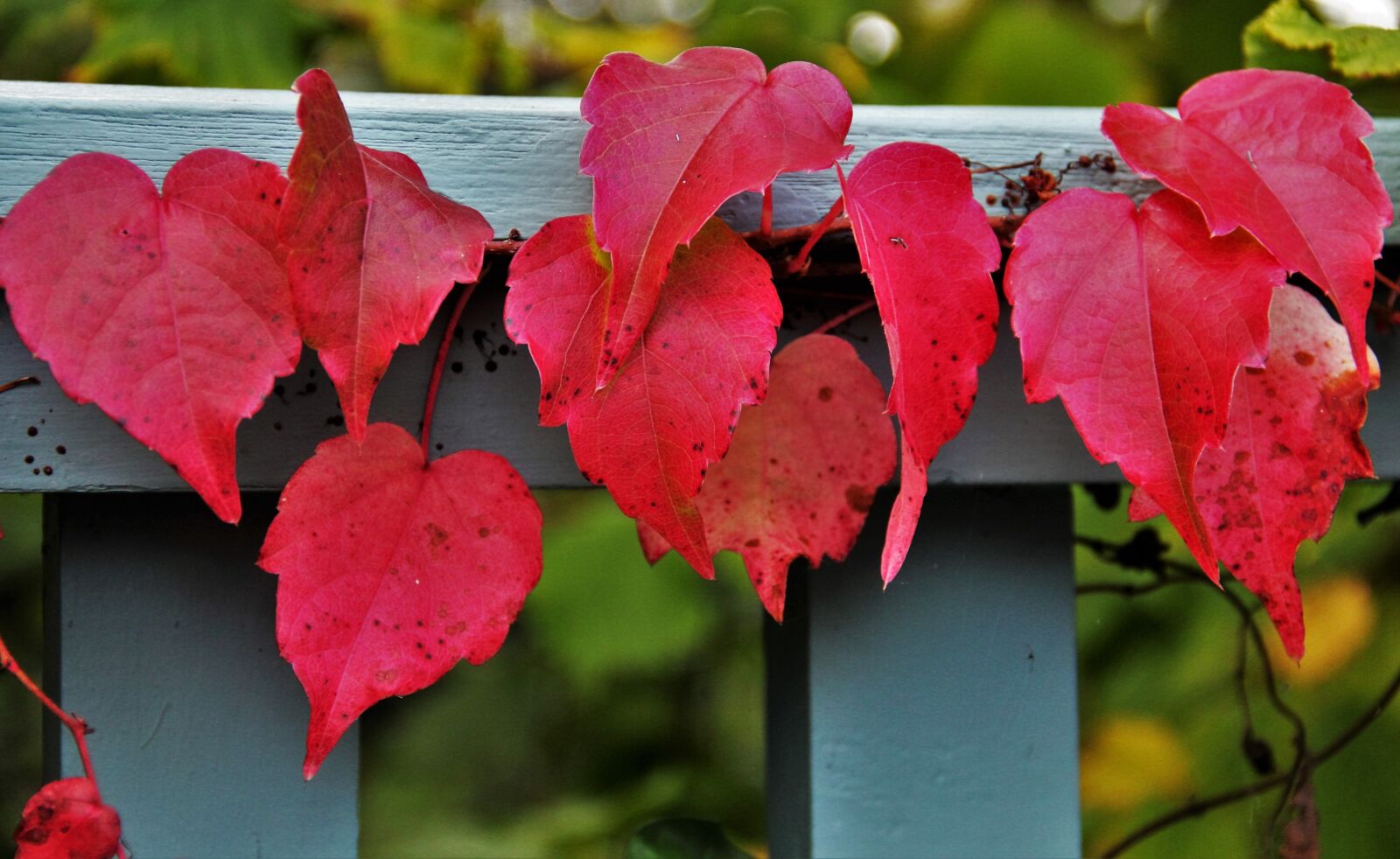 Canon EOS 550D (EOS Rebel T2i / EOS Kiss X4) sample photo. Reddish autumn leaves, wine photography
