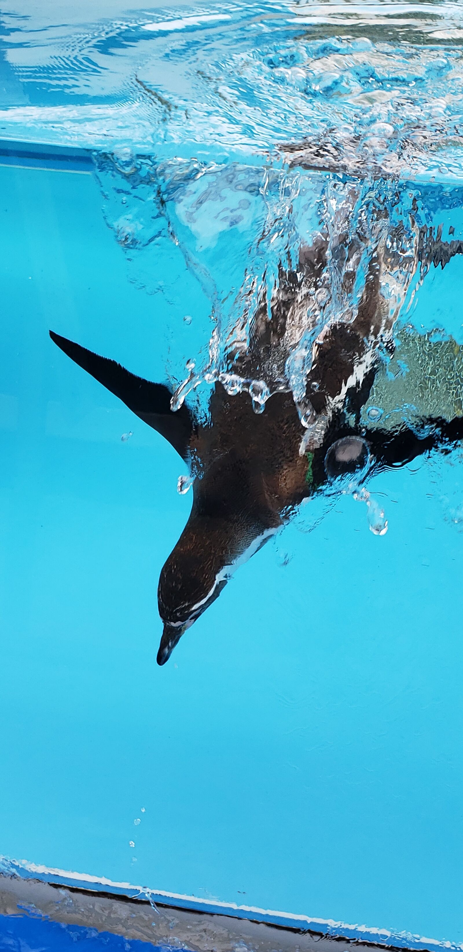 Samsung Galaxy S9+ sample photo. Penguin, underwater, dive photography