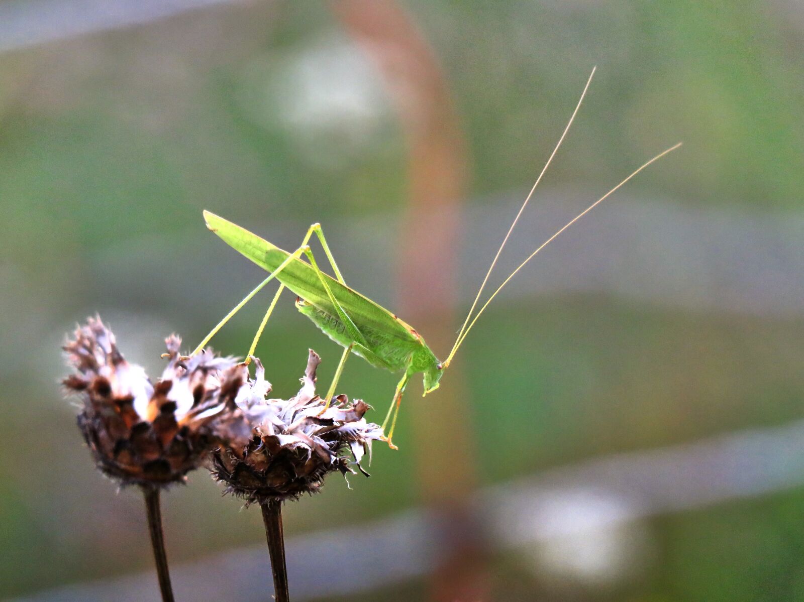 Canon PowerShot SX60 HS sample photo. Grasshopper, orthoptera, insect photography