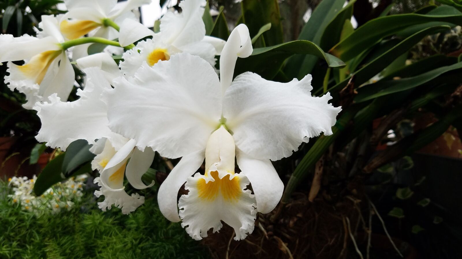 Samsung Galaxy S7 Active sample photo. Orchid, white, flower photography