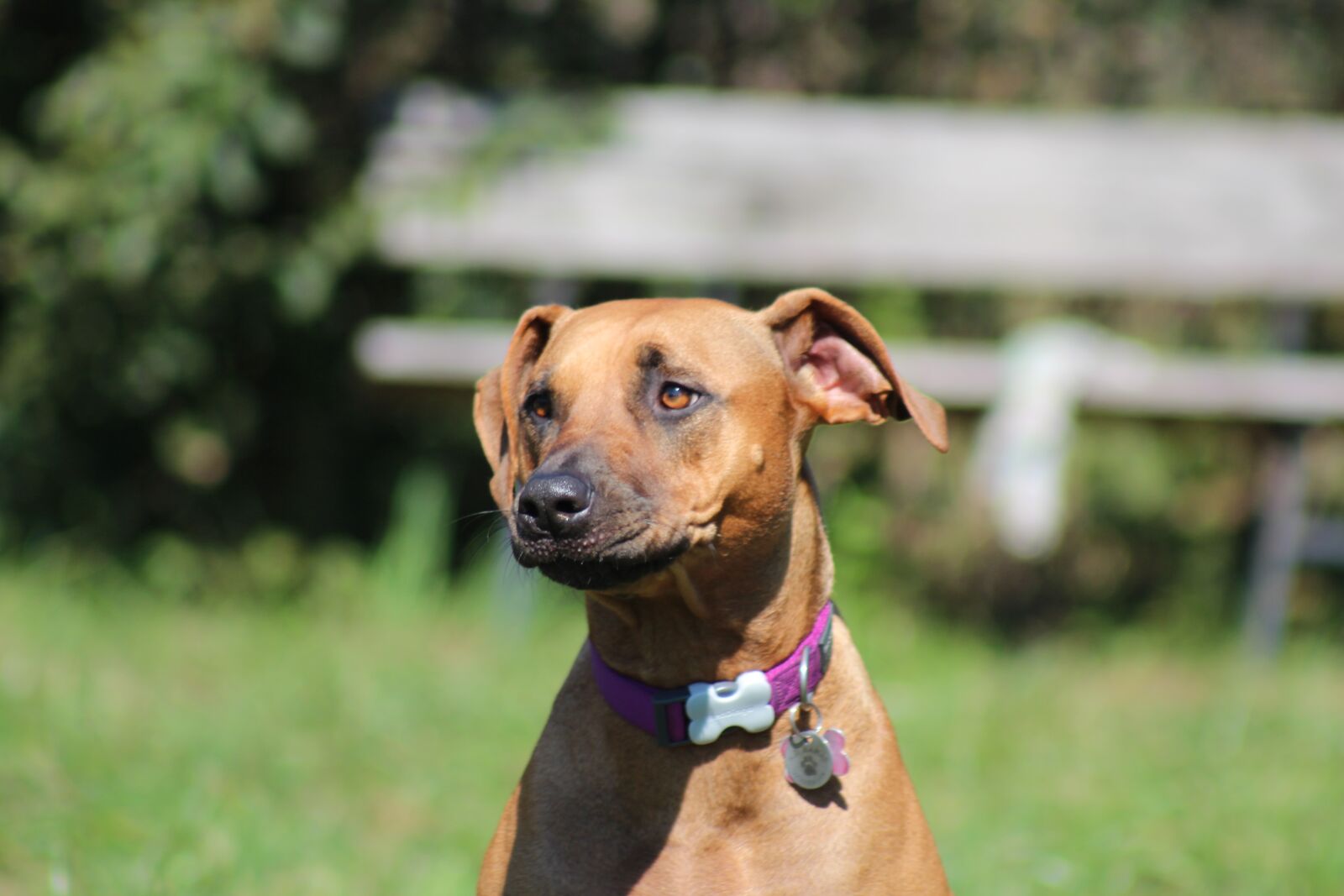 Canon EOS 600D (Rebel EOS T3i / EOS Kiss X5) sample photo. Dog, ridgeback, dog face photography