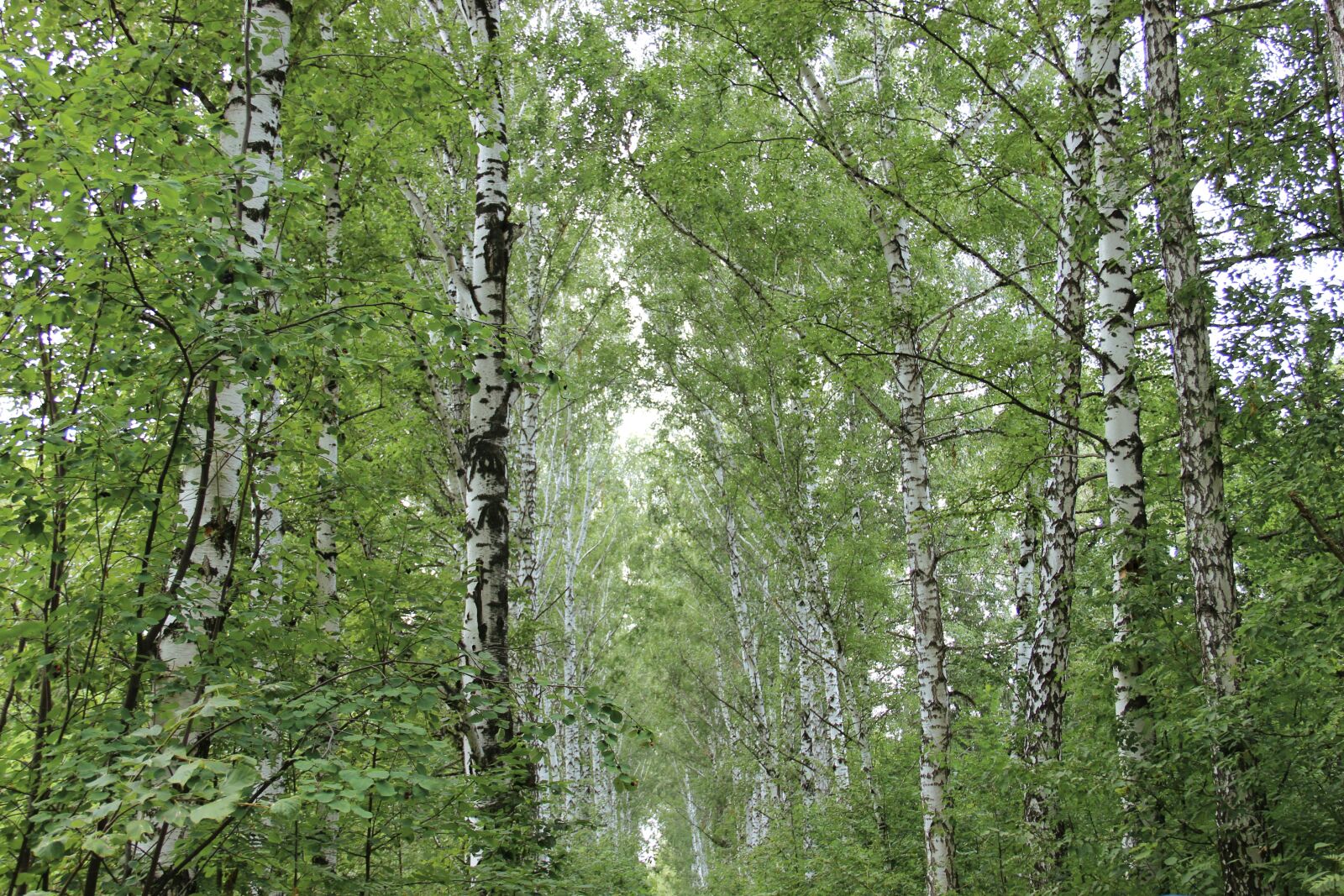 Canon EF-S 18-135mm F3.5-5.6 IS sample photo. Summer, birch, nature photography