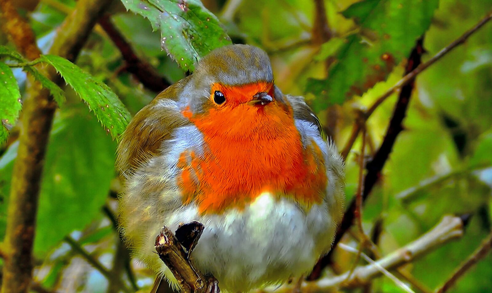 Panasonic Lumix DMC-FZ1000 sample photo. Redbreast, common, nature photography