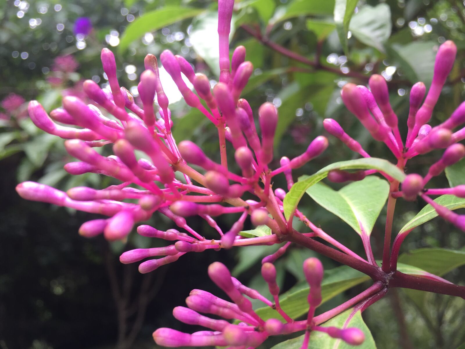 iPhone 6 back camera 4.15mm f/2.2 sample photo. Flower, nature, wallpaper photography