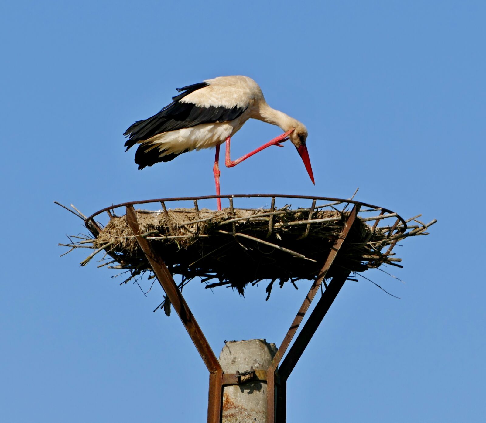 Panasonic Lumix DMC-FZ1000 sample photo. Stork, white, nature photography