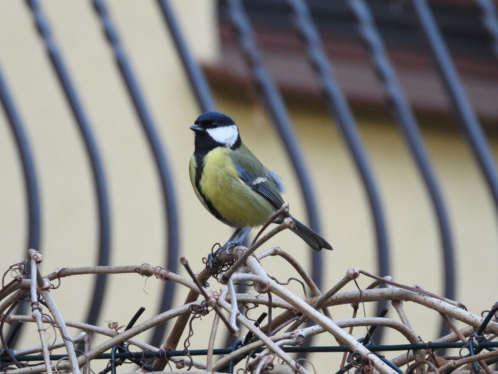 Nikon Coolpix P1000 sample photo. Chickadee, bird, autumn photography