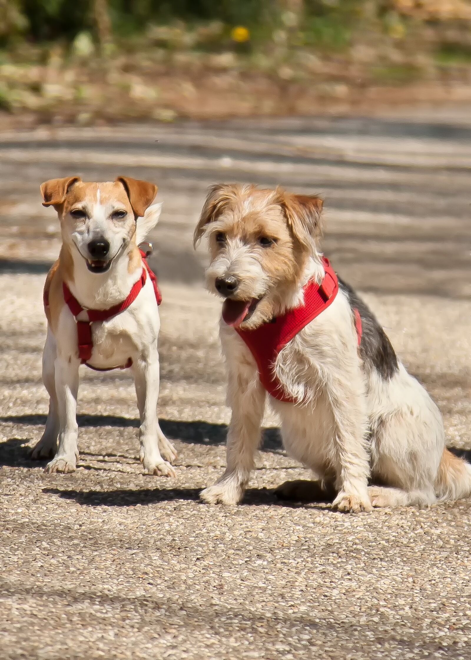 Canon EOS 50D + Canon EF 24-105mm F4L IS USM sample photo. Terrier, friends, dog photography