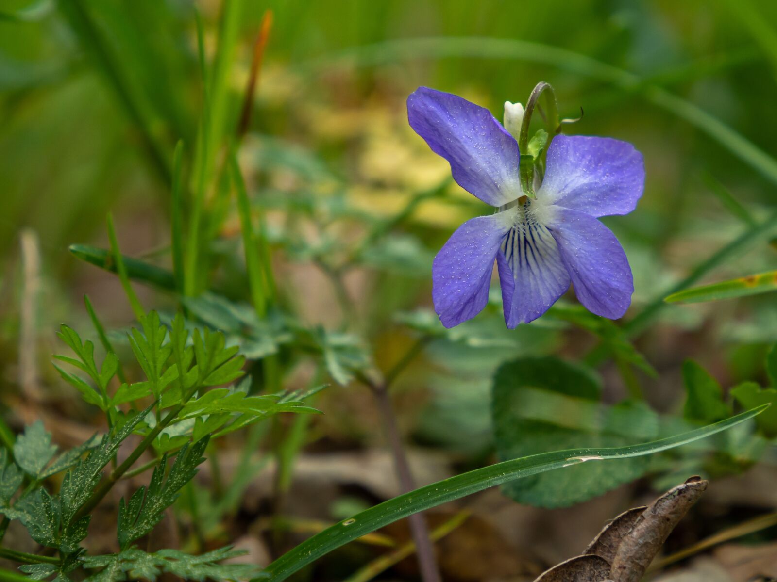 Olympus OM-D E-M10 III sample photo. Violet, forest, purple photography