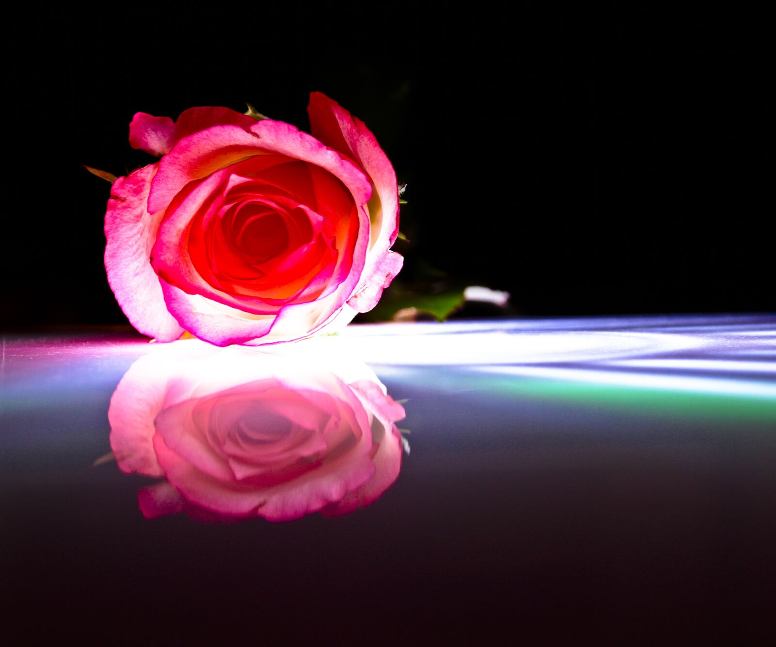 Canon EOS 7D sample photo. Rose, red, mirroring photography