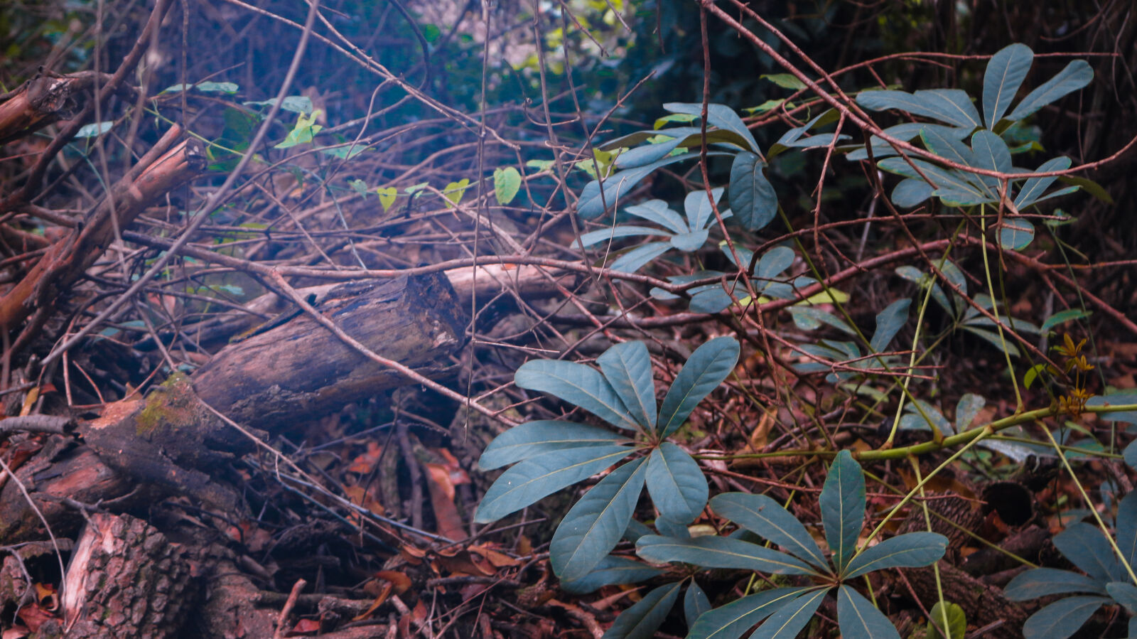 Canon EOS 700D (EOS Rebel T5i / EOS Kiss X7i) sample photo. Green, leafs, nature, smoke photography