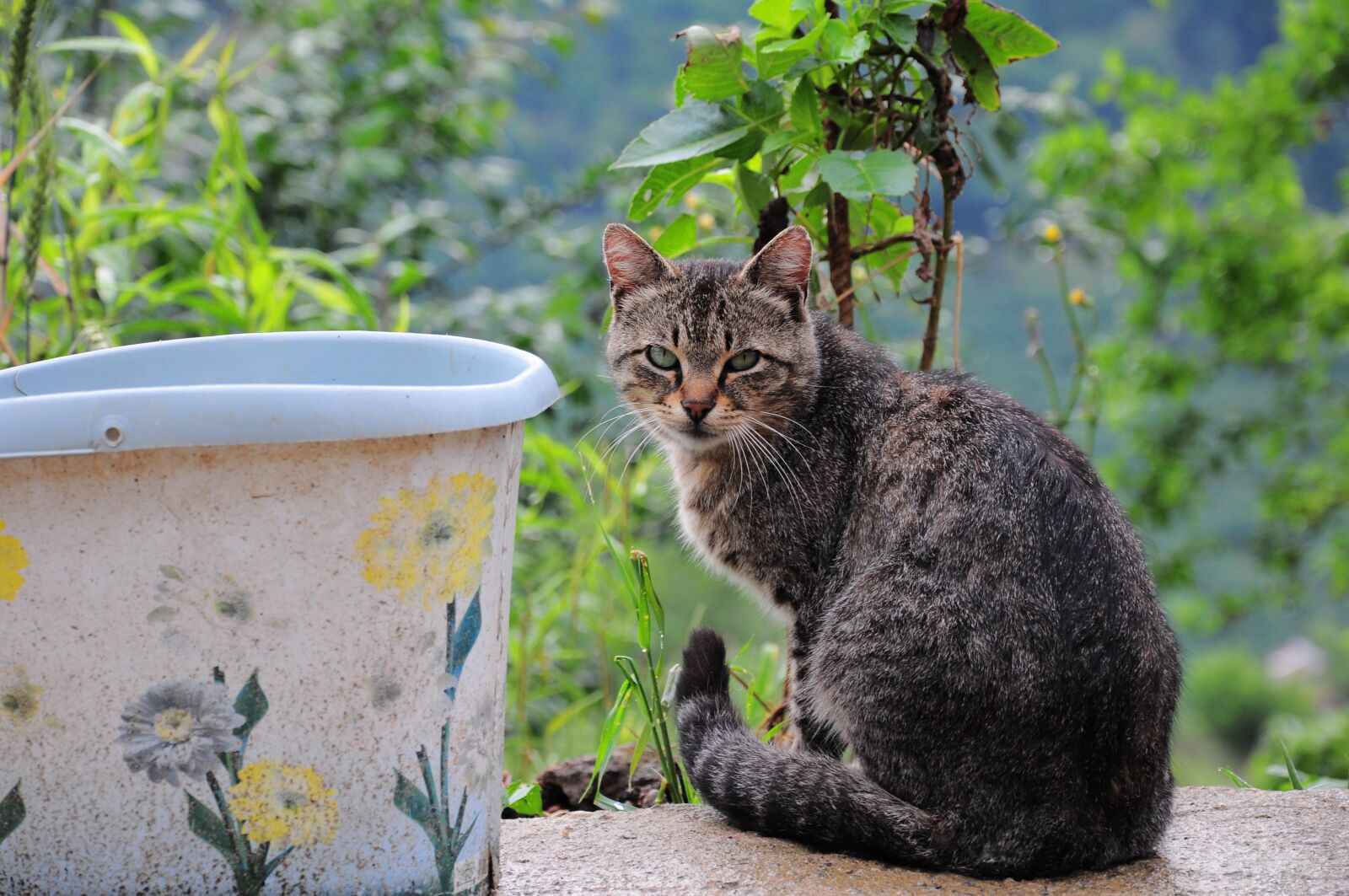 Nikon D90 sample photo. Cat, cat pictures, animal photography