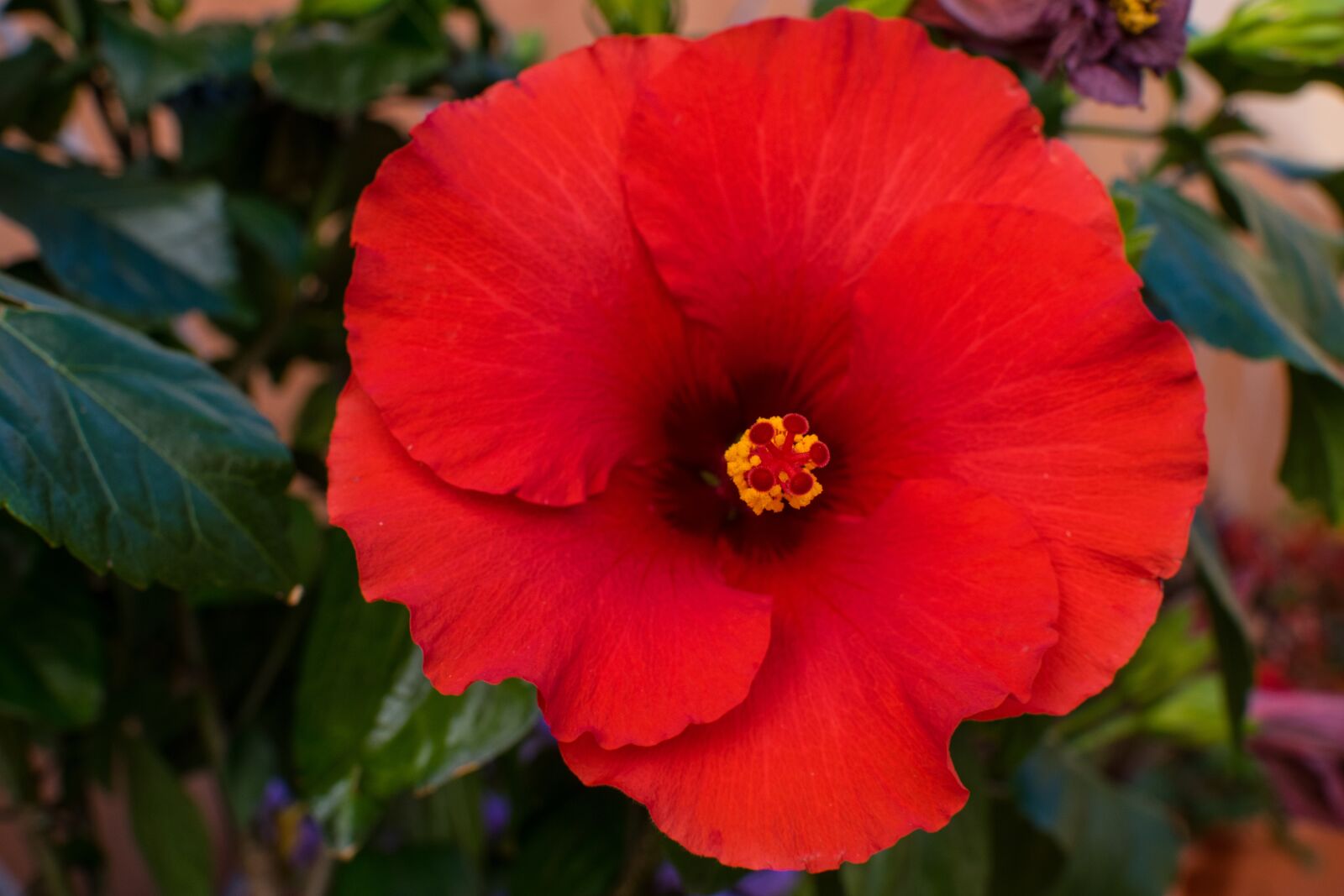 Nikon D3300 sample photo. Flower, garden, petal photography
