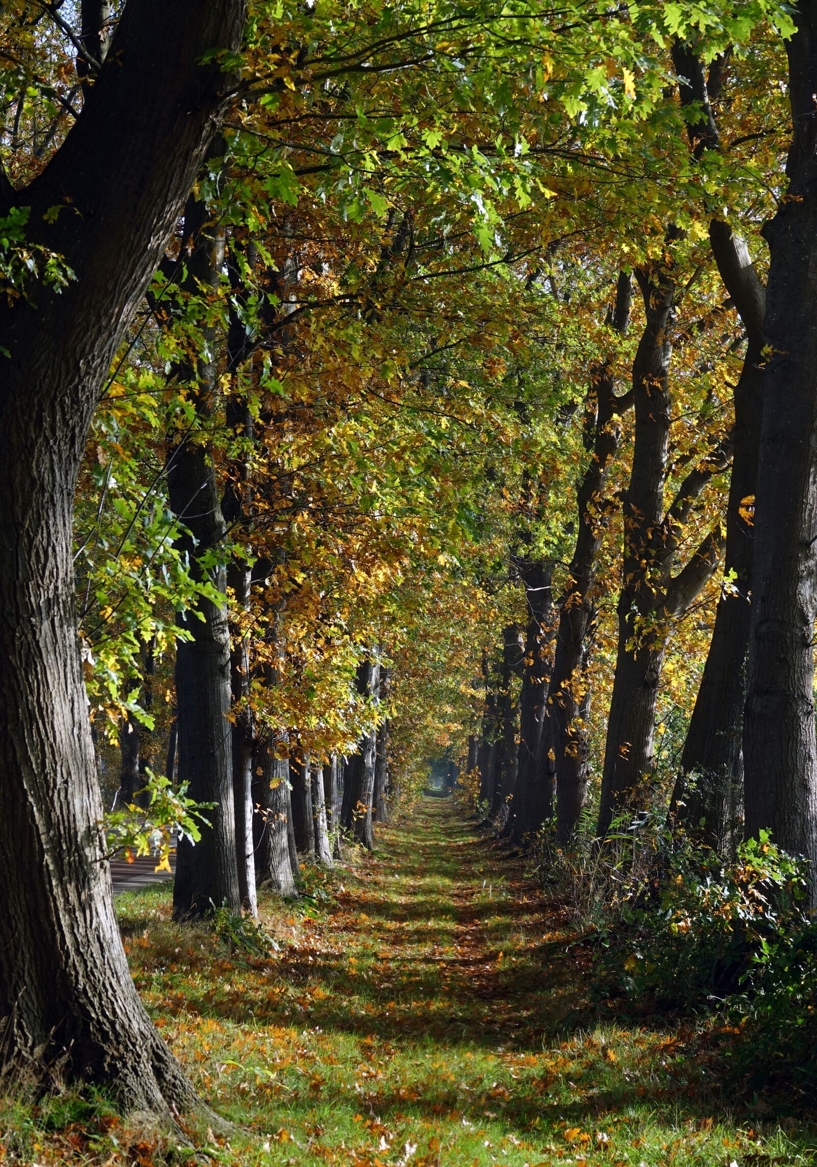 Sony Cyber-shot DSC-RX10 III sample photo. Tree-lined street, autumn, fall photography