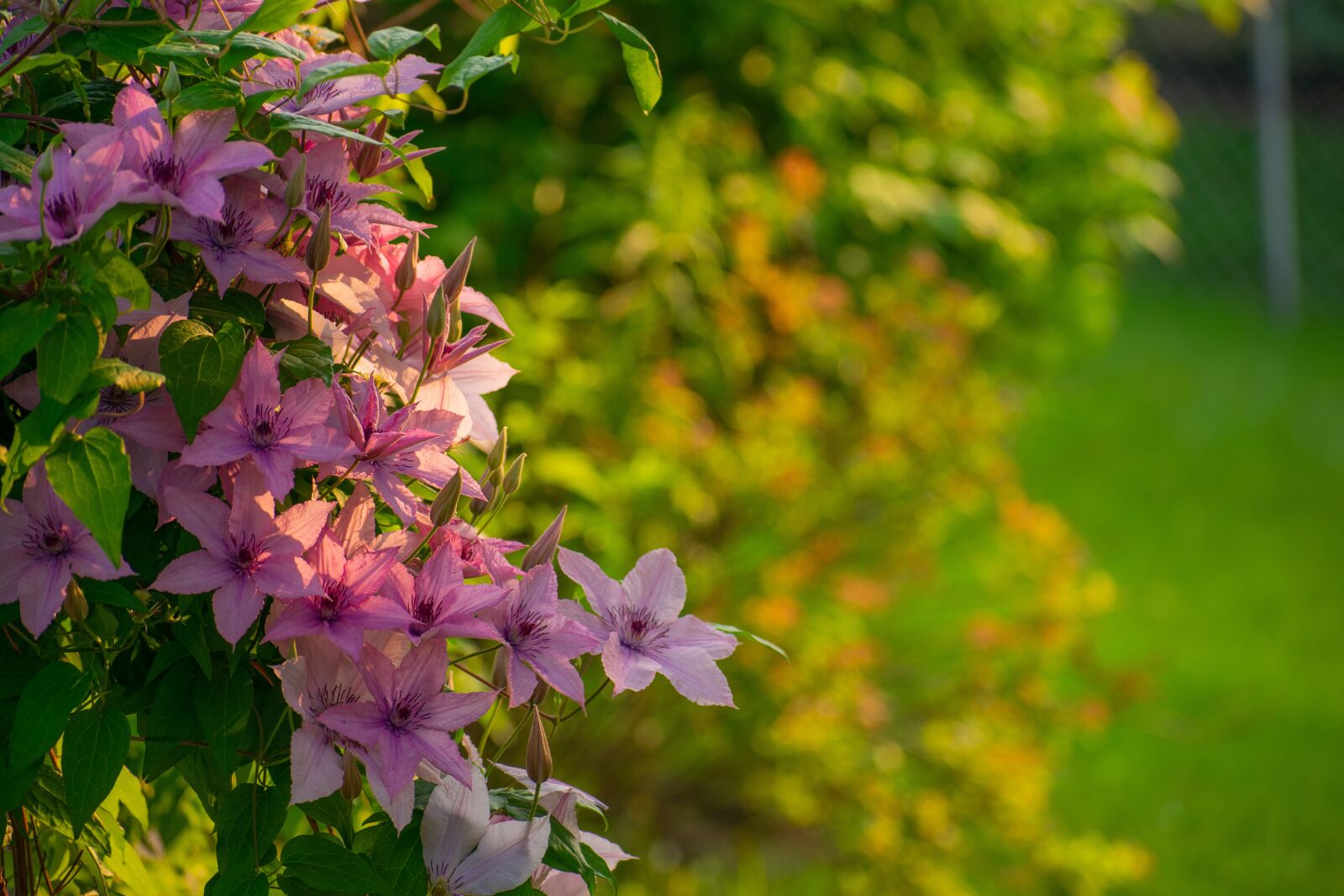 Nikon D3400 sample photo. Flowers, pink, green photography