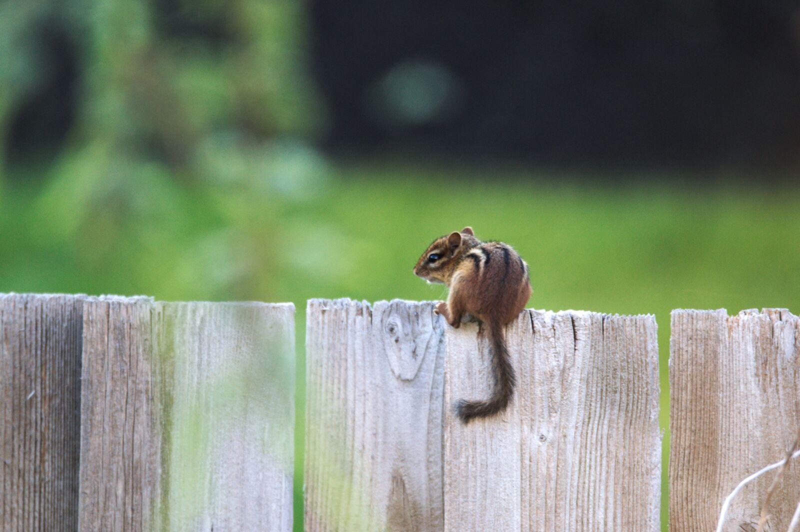 Nikon D5000 sample photo. Chipmunk, nature, small photography