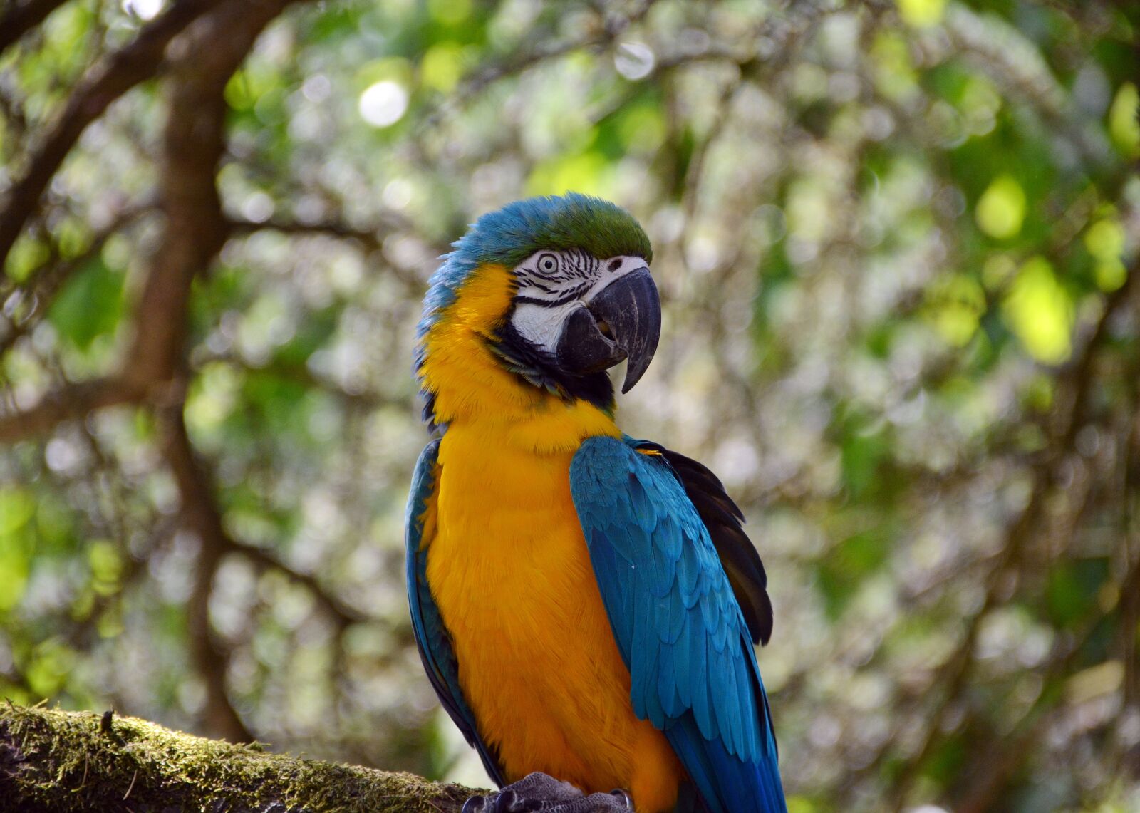 Nikon D5200 sample photo. Ara, parrot, colorful photography